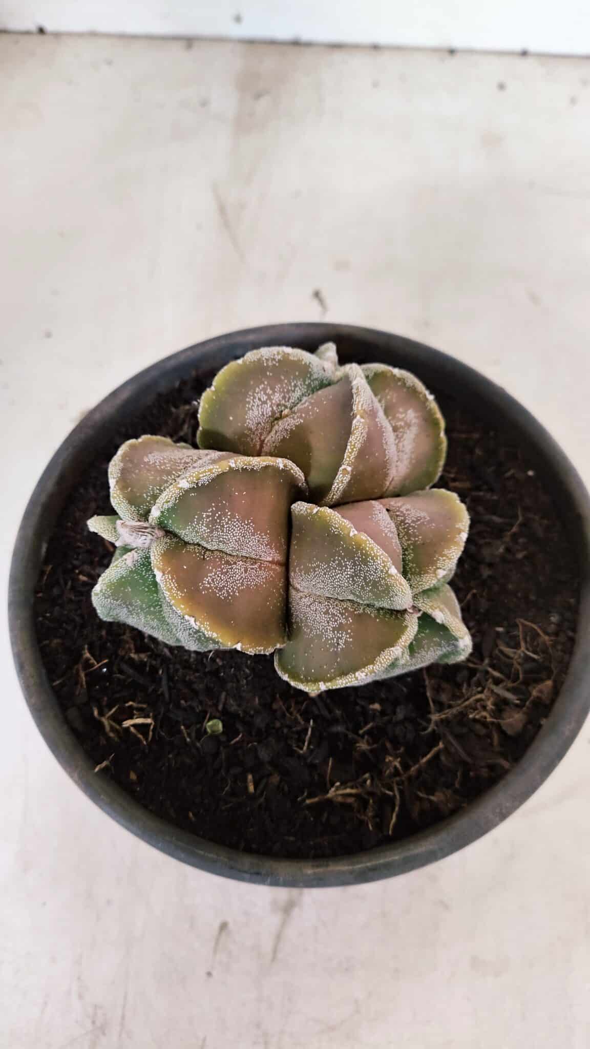 ASTROPHYTUM MYRIOSTIGMA "4 QUINAS - Colonia" Nº 1094 – vaso 15 - foto 3