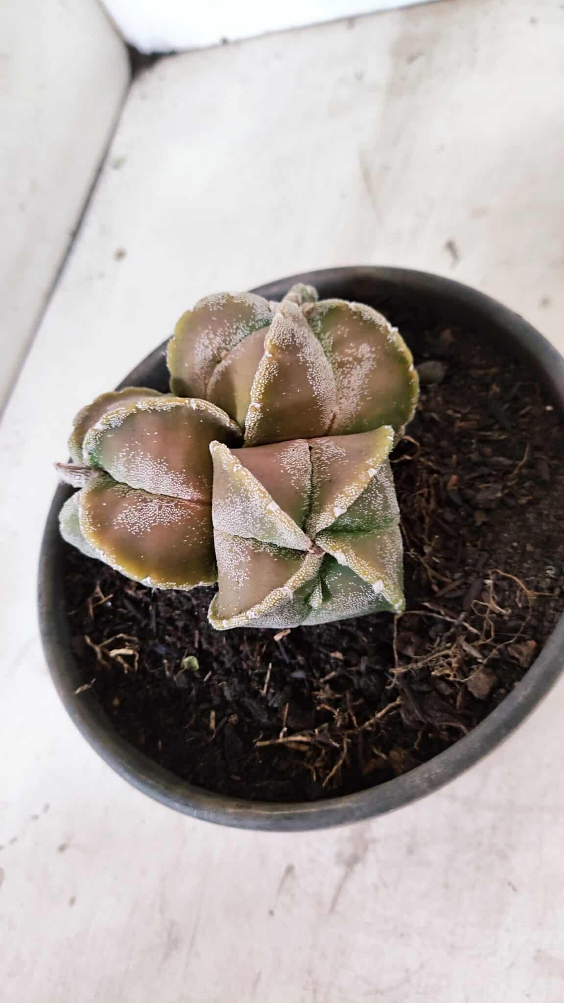 ASTROPHYTUM MYRIOSTIGMA "4 QUINAS - Colonia" Nº 1094 – vaso 15 - foto 6