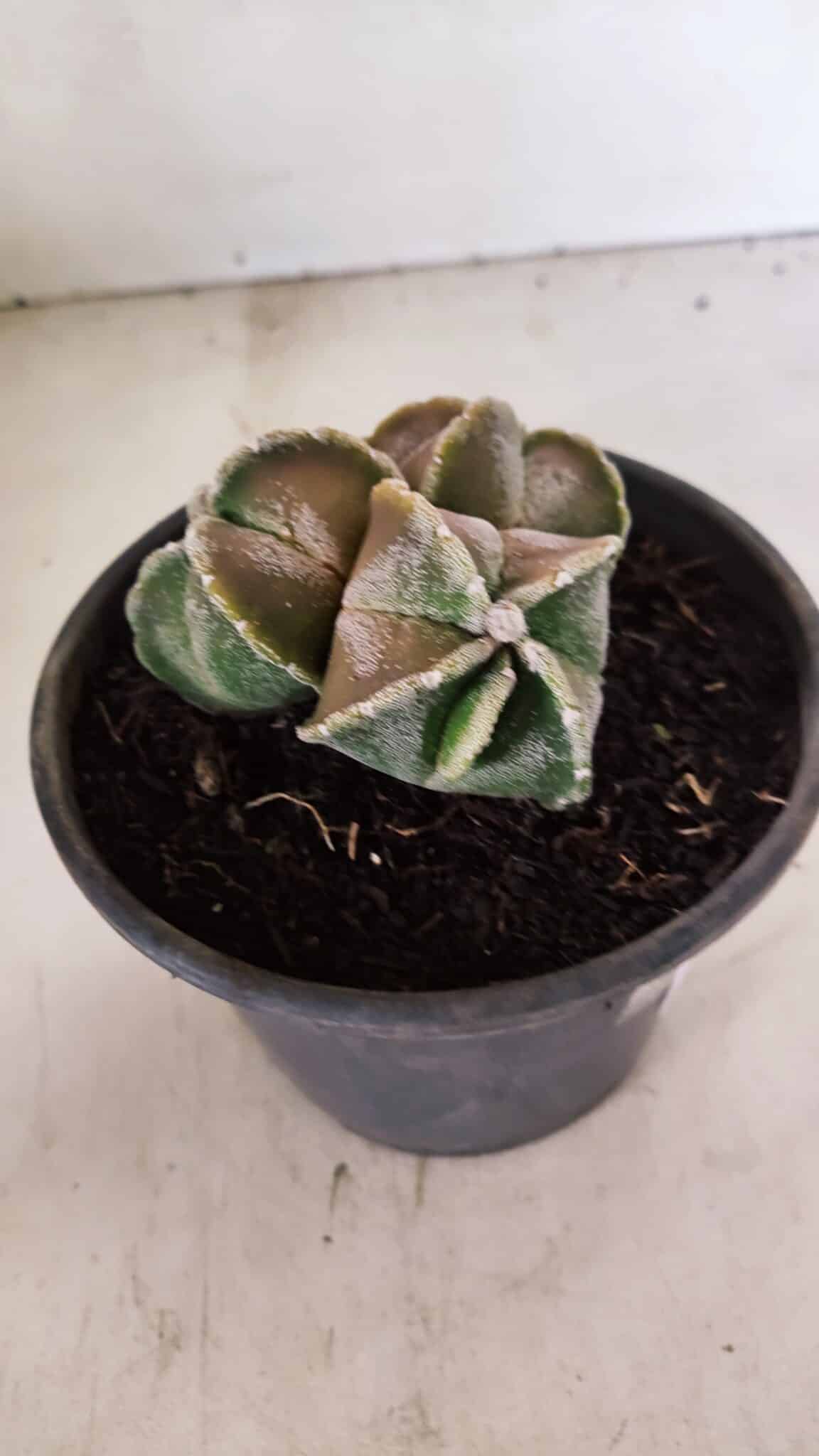 ASTROPHYTUM MYRIOSTIGMA "4 QUINAS - Colonia" Nº 1094 – vaso 15 - foto 10
