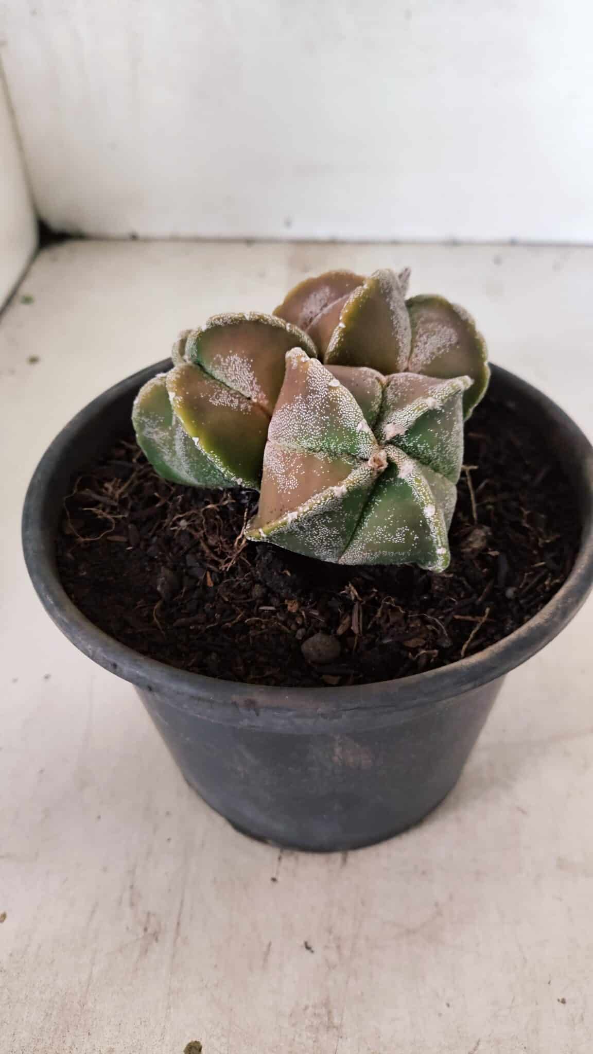 ASTROPHYTUM MYRIOSTIGMA "4 QUINAS - Colonia" Nº 1094 – vaso 15 - foto 9
