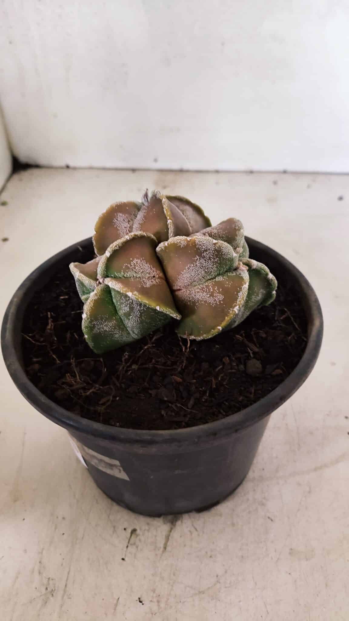 ASTROPHYTUM MYRIOSTIGMA "4 QUINAS - Colonia" Nº 1094 – vaso 15 - foto 8