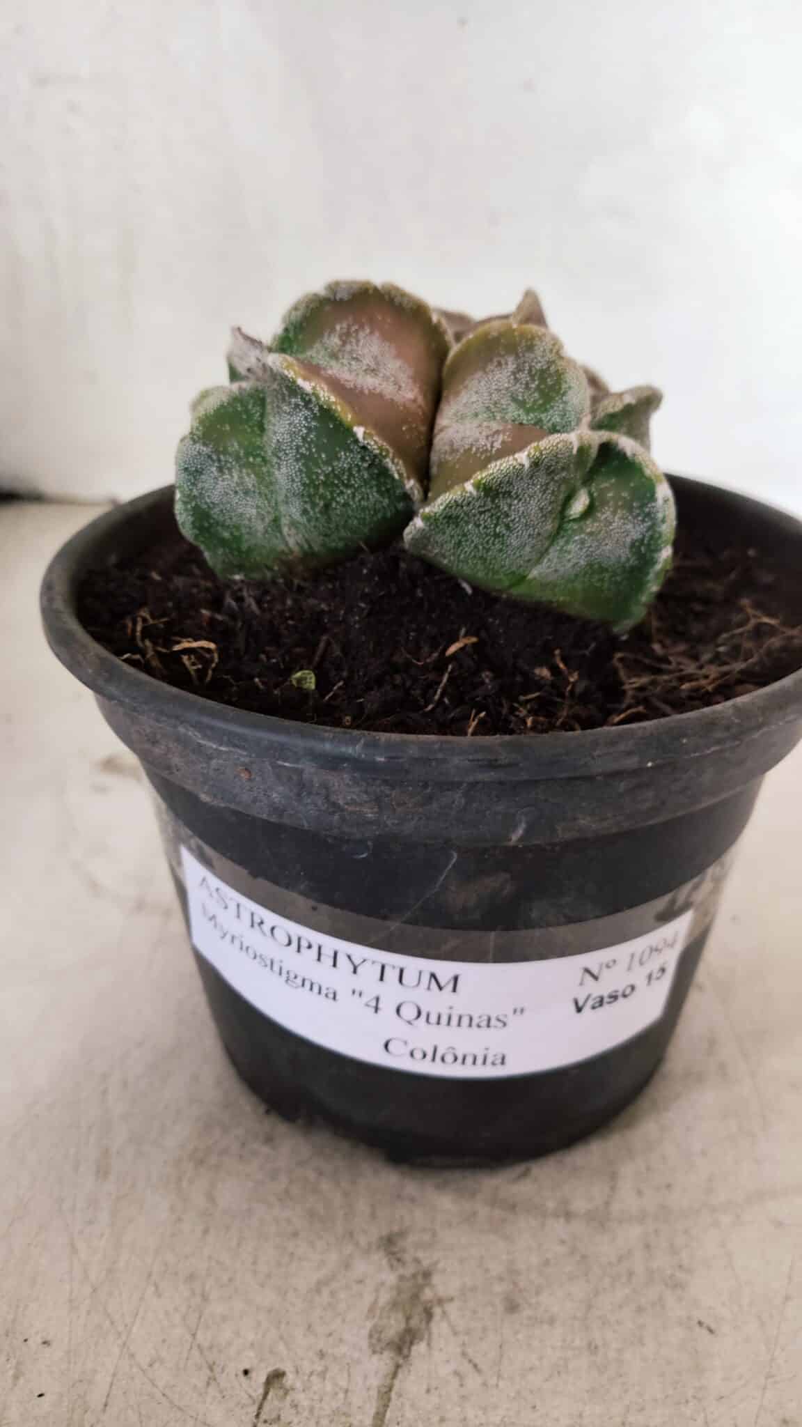 ASTROPHYTUM MYRIOSTIGMA "4 QUINAS - Colonia" Nº 1094 – vaso 15 - foto 7