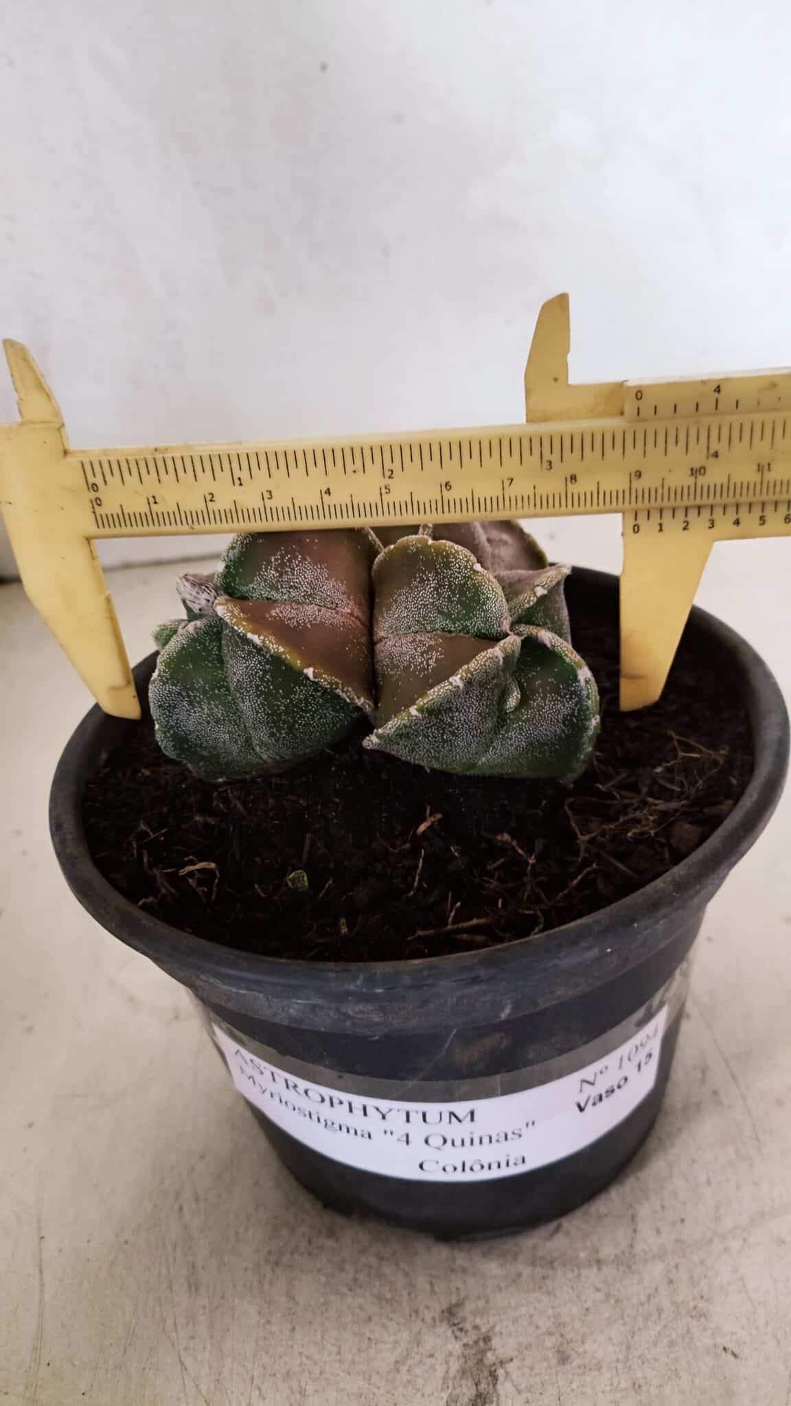 ASTROPHYTUM MYRIOSTIGMA "4 QUINAS - Colonia" Nº 1094 – vaso 15 - foto 4