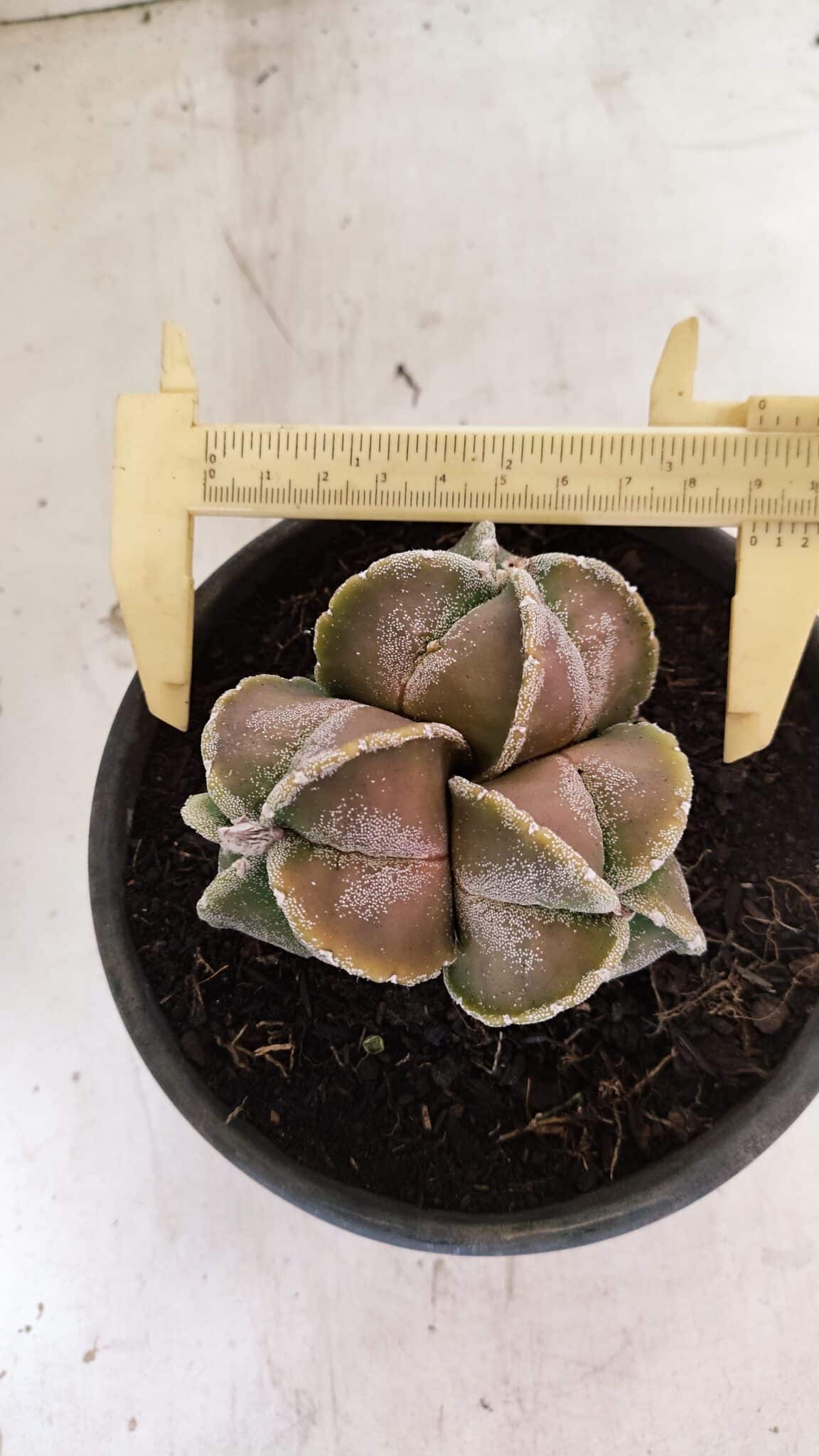 ASTROPHYTUM MYRIOSTIGMA "4 QUINAS - Colonia" Nº 1094 – vaso 15 - foto 5