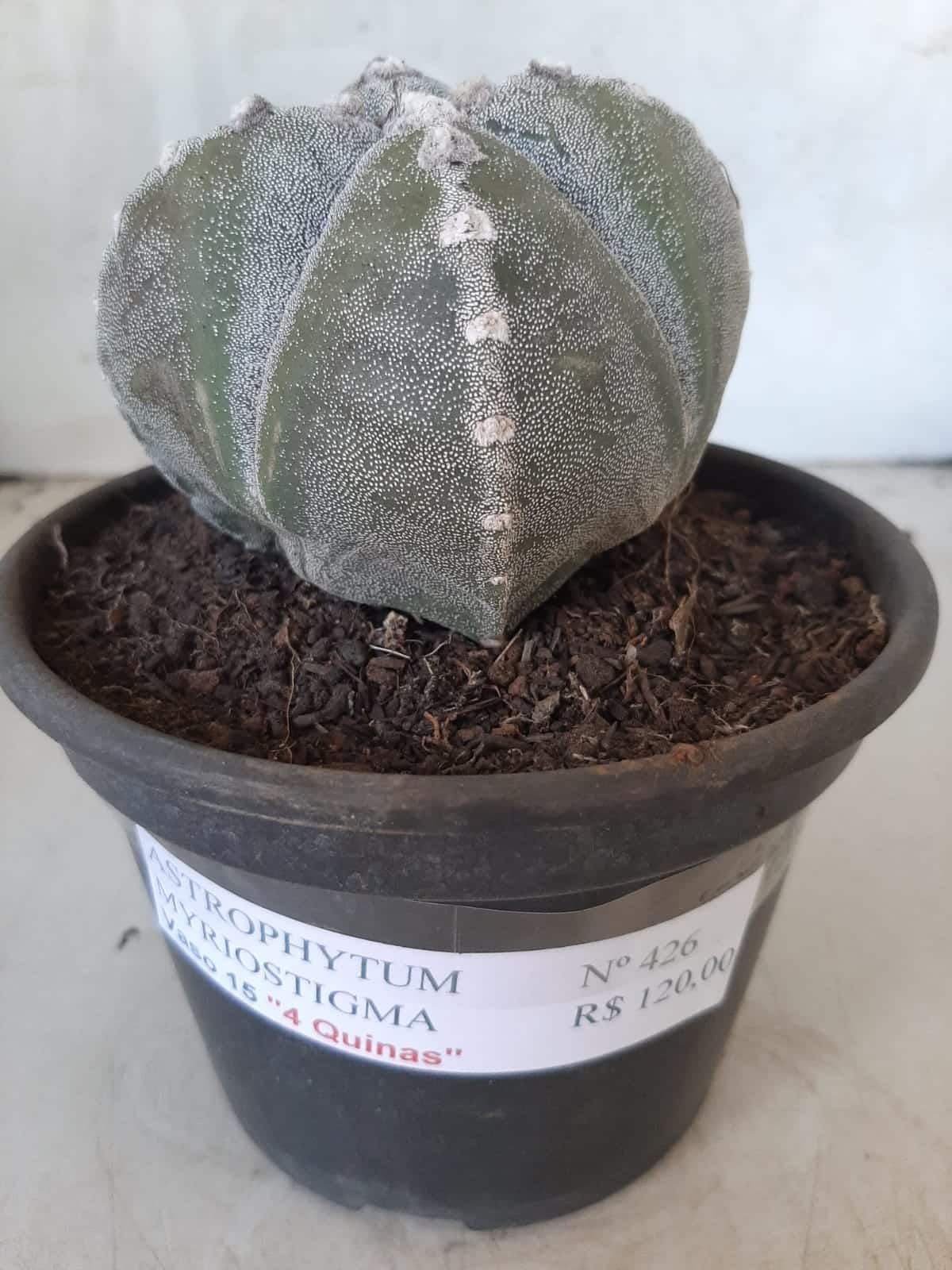 ASTROPHYTUM MYRIOSTIGMA "4 QUINAS"  Nº 426 – vaso 15