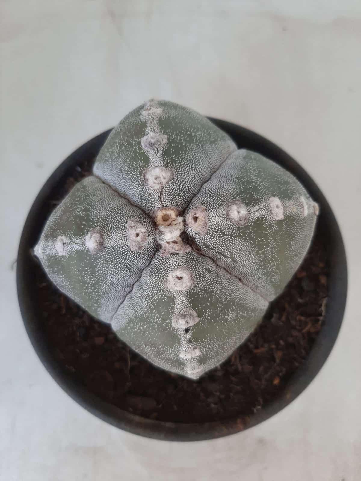 ASTROPHYTUM MYRIOSTIGMA "4 QUINAS"  Nº 426 – vaso 15