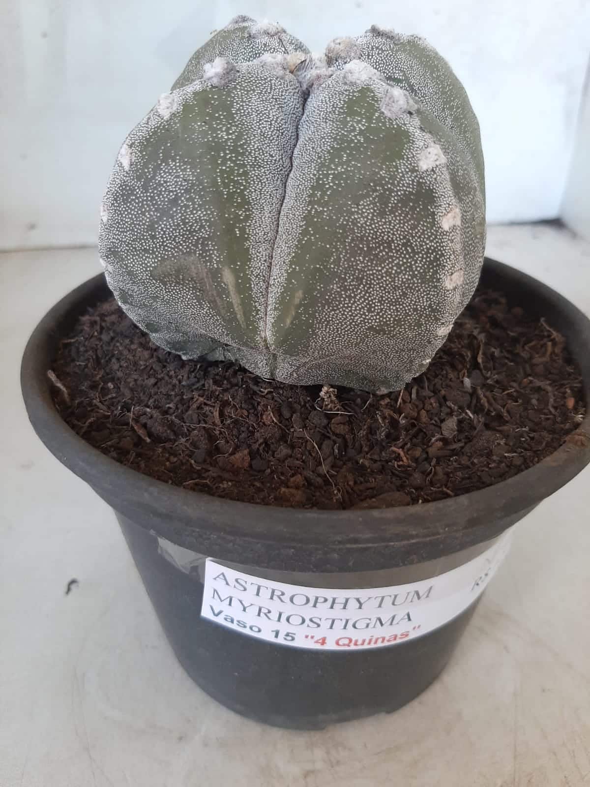 ASTROPHYTUM MYRIOSTIGMA "4 QUINAS"  Nº 426 – vaso 15