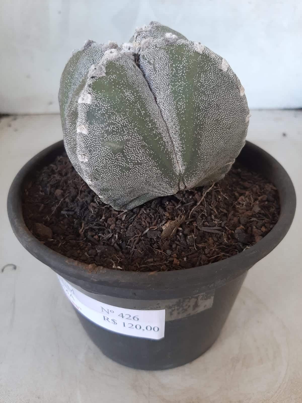 ASTROPHYTUM MYRIOSTIGMA "4 QUINAS"  Nº 426 – vaso 15