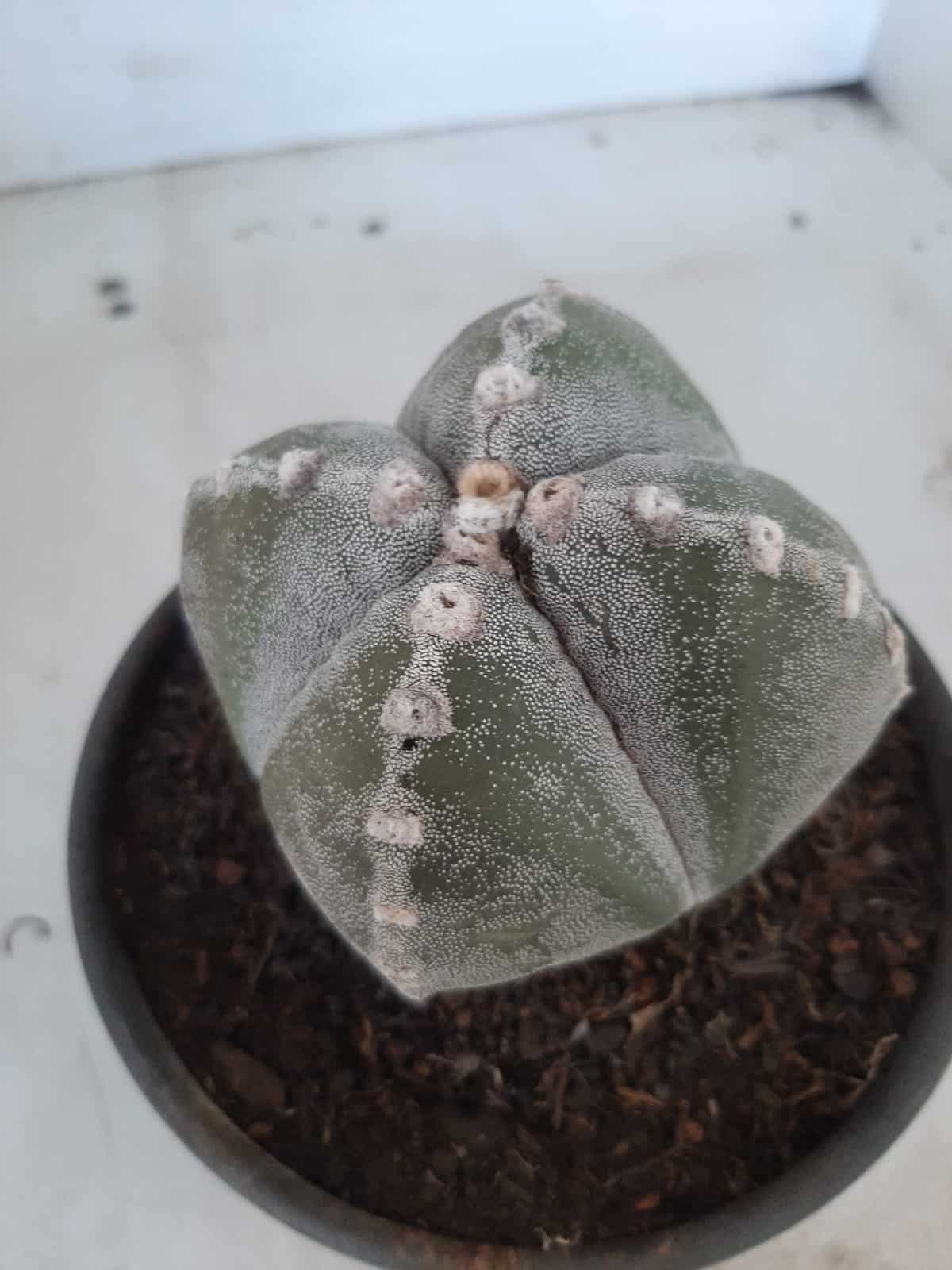 ASTROPHYTUM MYRIOSTIGMA "4 QUINAS"  Nº 426 – vaso 15