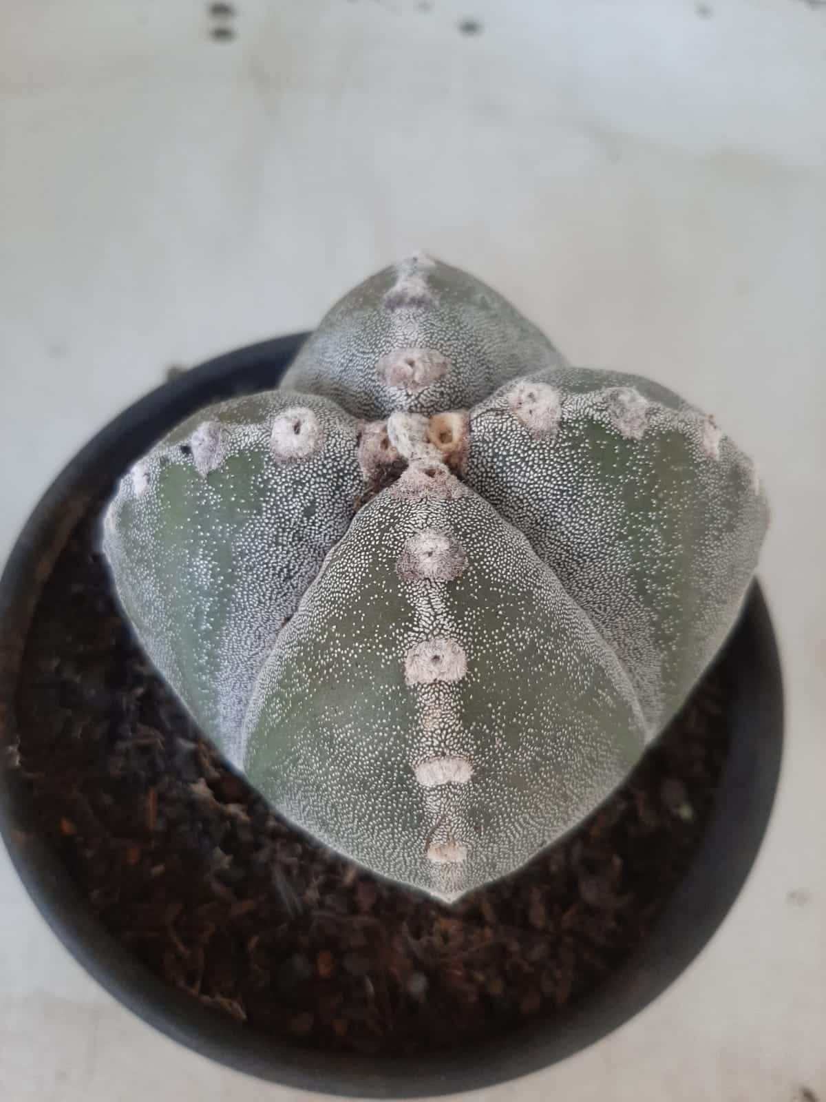 ASTROPHYTUM MYRIOSTIGMA "4 QUINAS"  Nº 426 – vaso 15