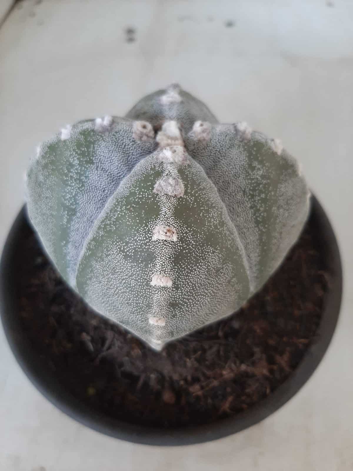 ASTROPHYTUM MYRIOSTIGMA "4 QUINAS"  Nº 426 – vaso 15