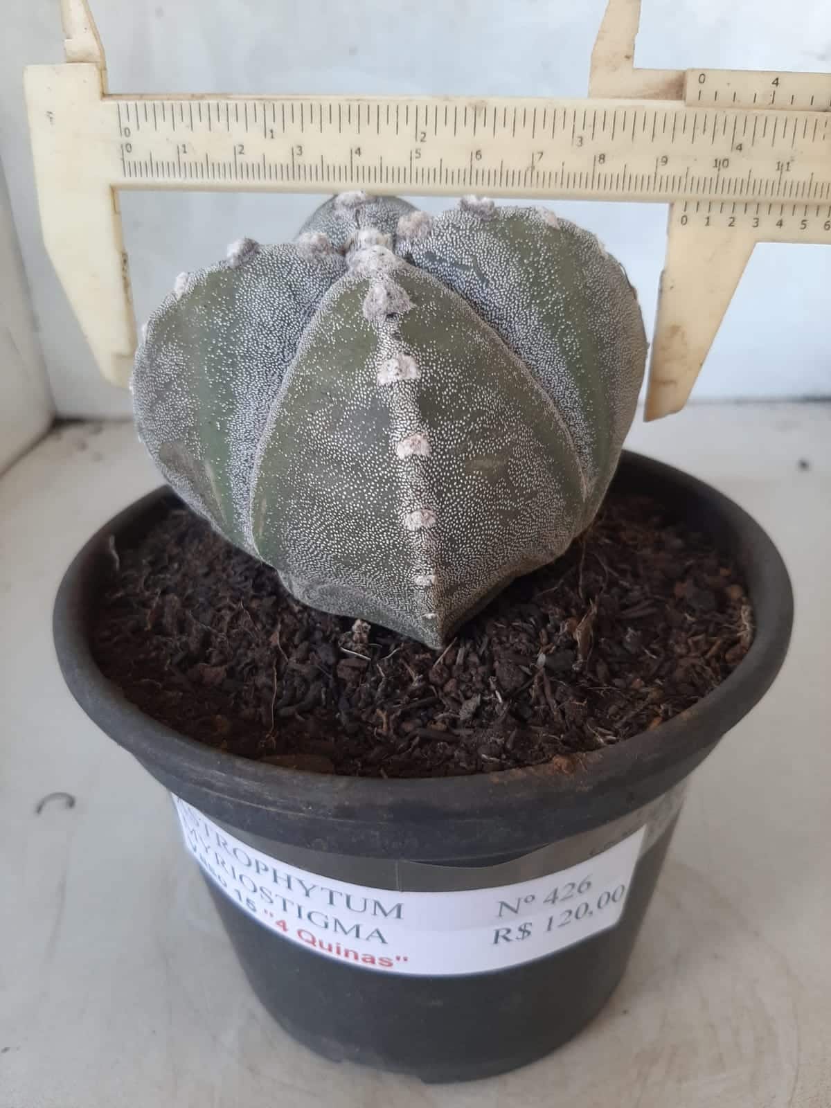 ASTROPHYTUM MYRIOSTIGMA "4 QUINAS"  Nº 426 – vaso 15