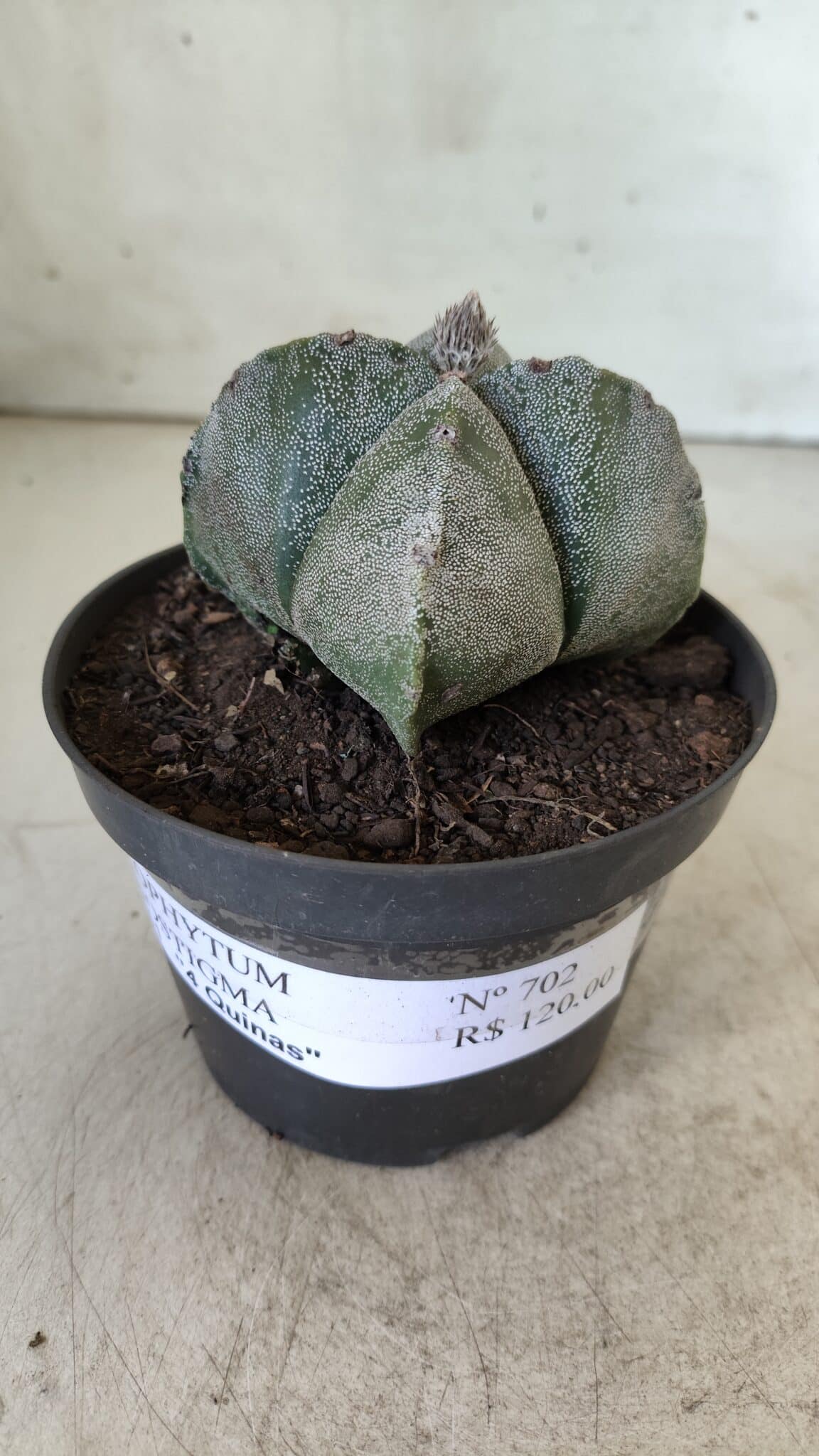 ASTROPHYTUM MYRIOSTIGMA Nº 702 "4 Quinas – vaso 11