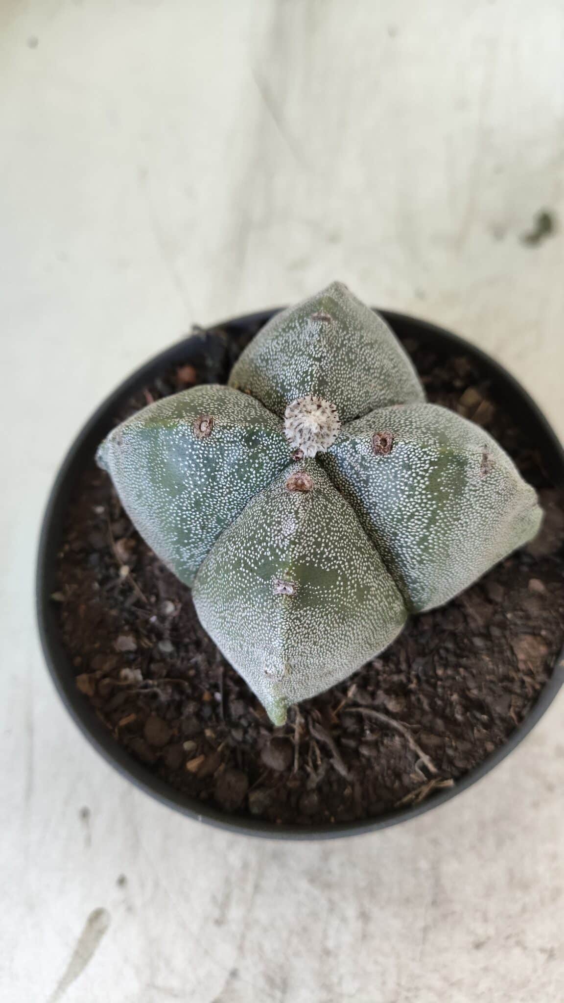 ASTROPHYTUM MYRIOSTIGMA Nº 702 "4 Quinas – vaso 11