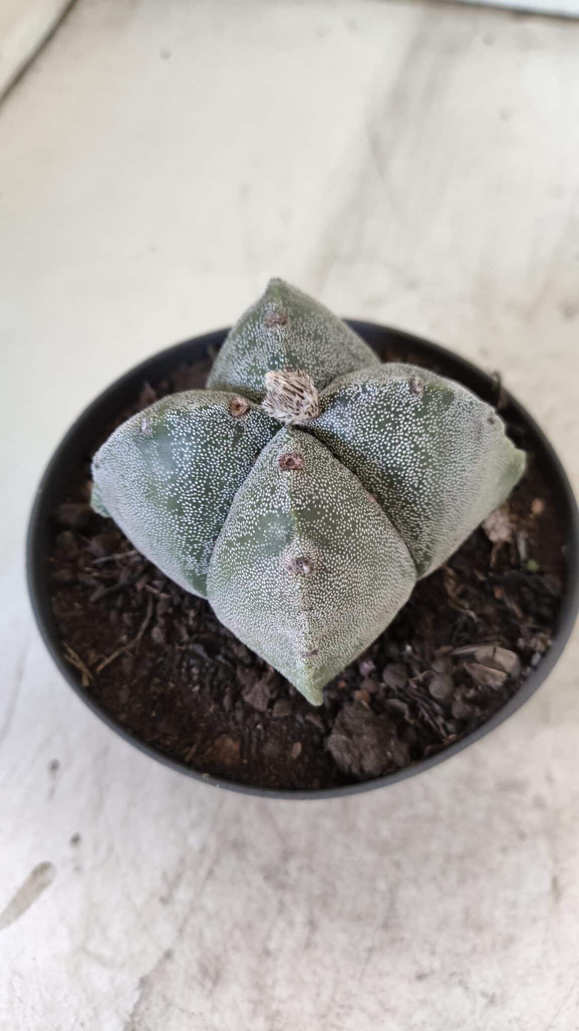 ASTROPHYTUM MYRIOSTIGMA Nº 702 "4 Quinas – vaso 11