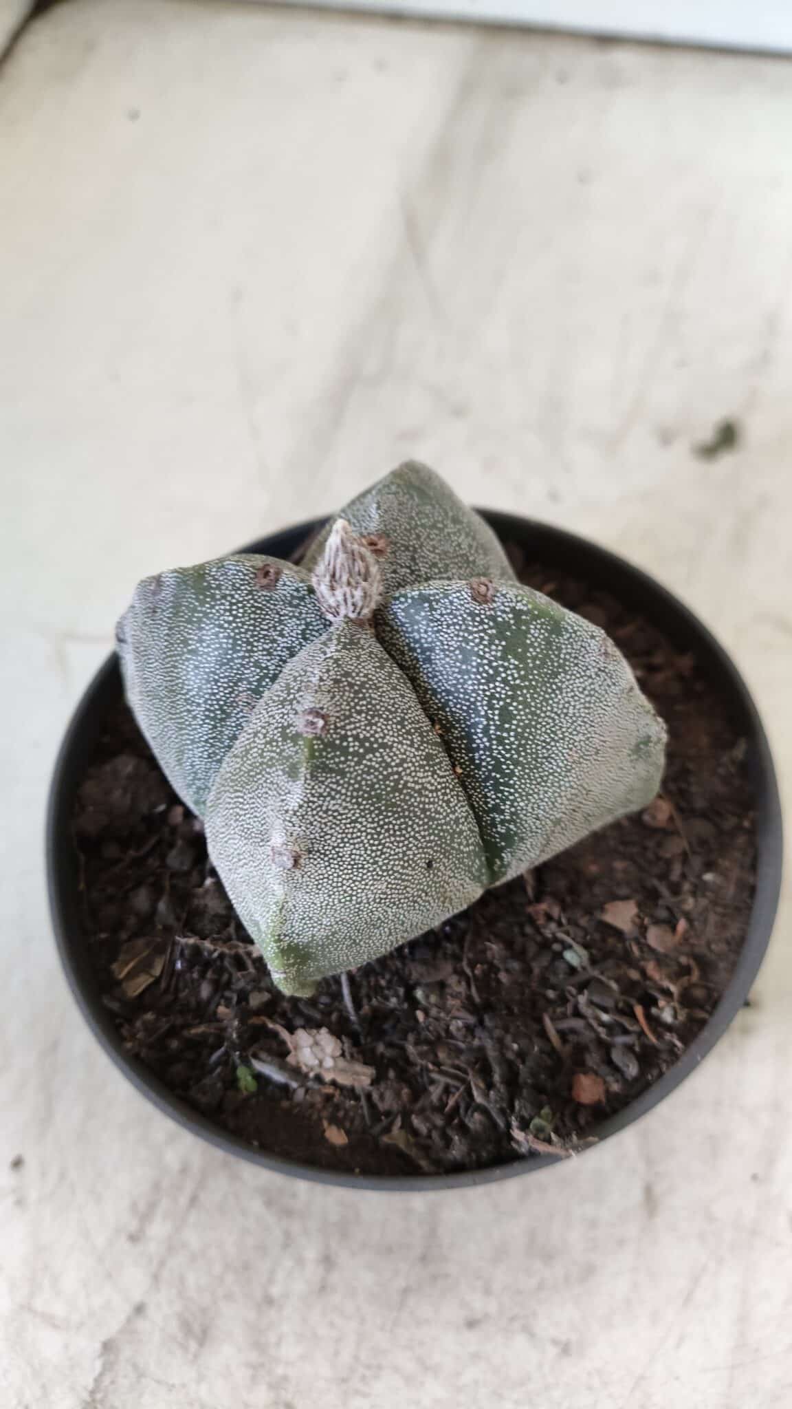ASTROPHYTUM MYRIOSTIGMA Nº 702 "4 Quinas – vaso 11