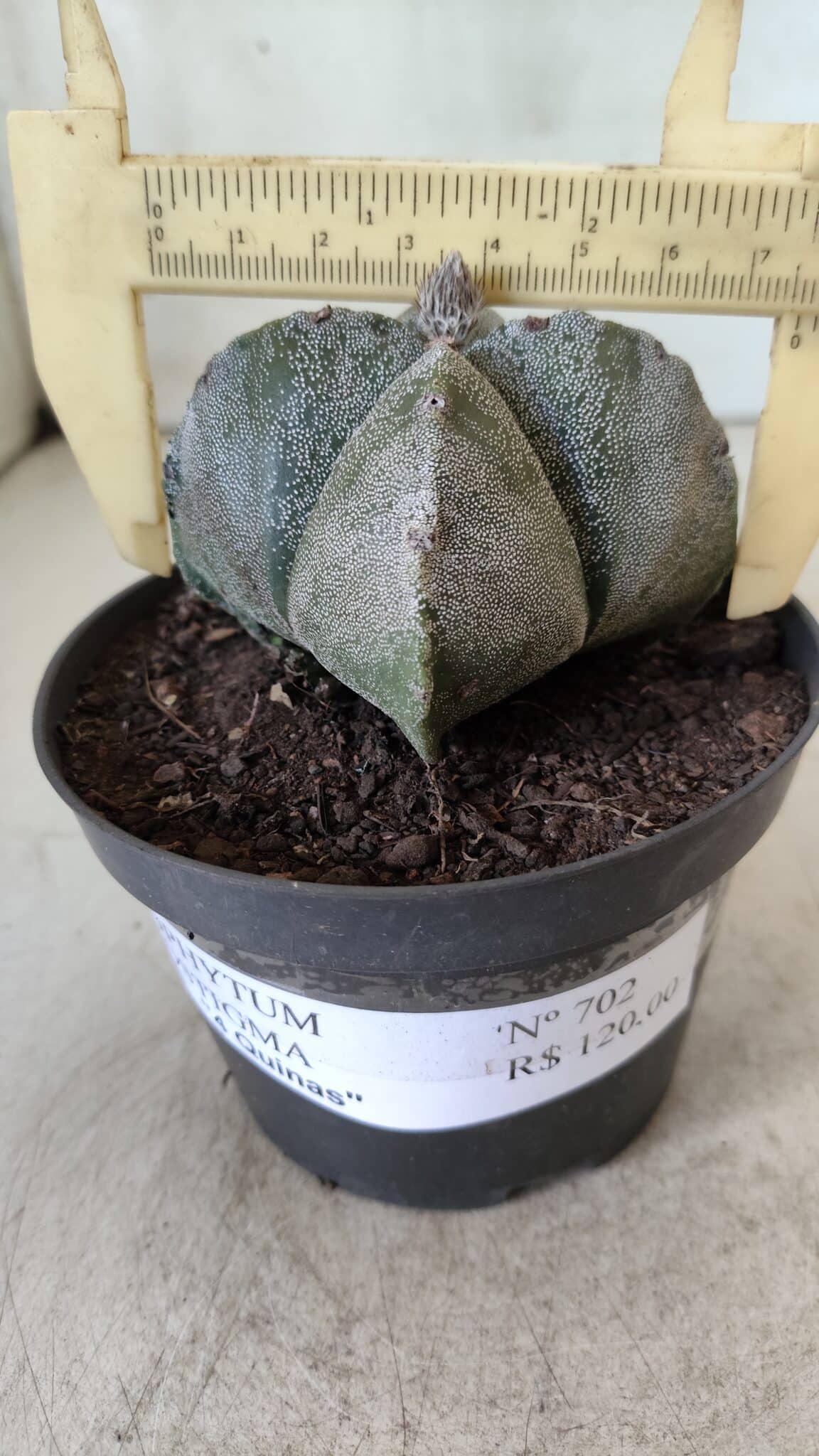 ASTROPHYTUM MYRIOSTIGMA Nº 702 "4 Quinas – vaso 11