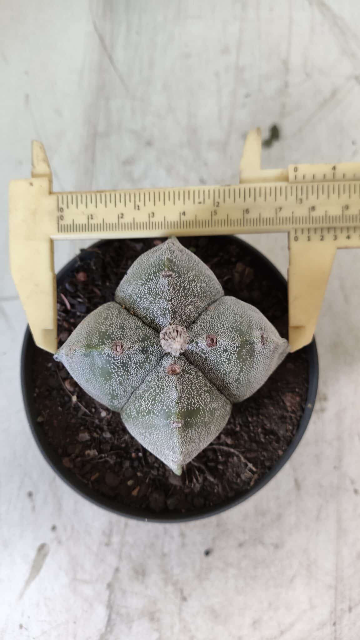 ASTROPHYTUM MYRIOSTIGMA Nº 702 "4 Quinas – vaso 11