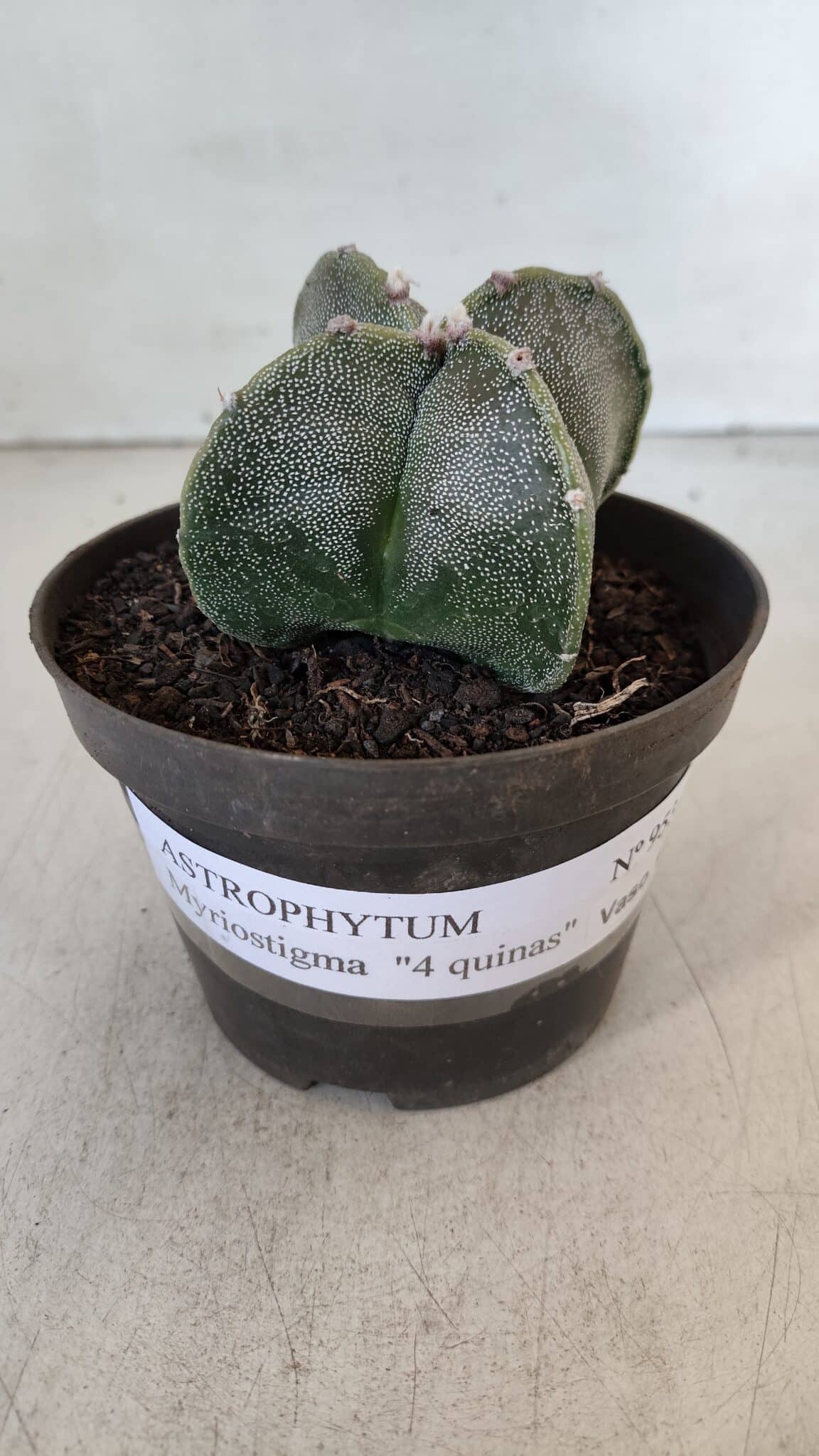 ASTROPHYTUM MYRIOSTIGMA Nº 953"4 QUINAS" – vaso 11 - imagem 2