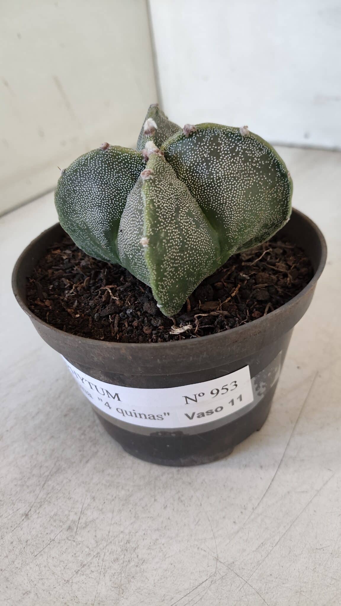 ASTROPHYTUM MYRIOSTIGMA Nº 953"4 QUINAS" – vaso 11 - imagem 9