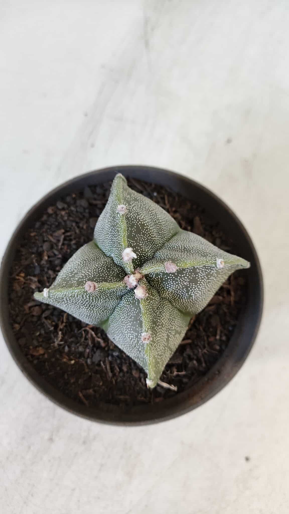 ASTROPHYTUM MYRIOSTIGMA Nº 953"4 QUINAS" – vaso 11 - imagem 3