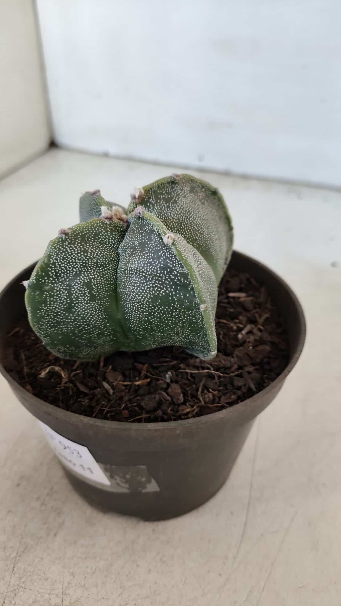 ASTROPHYTUM MYRIOSTIGMA Nº 953"4 QUINAS" – vaso 11 - imagem 8