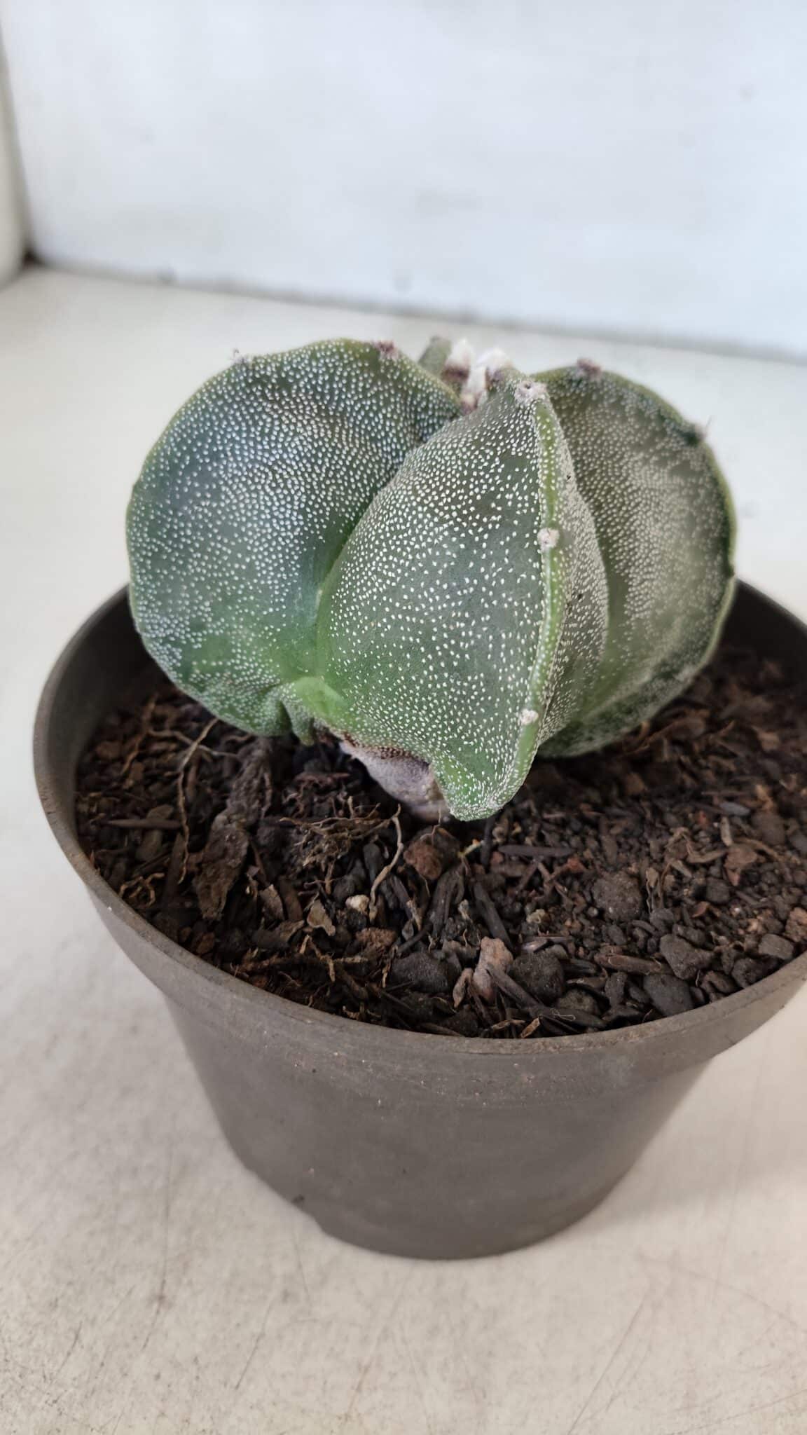 ASTROPHYTUM MYRIOSTIGMA Nº 953"4 QUINAS" – vaso 11 - imagem 7