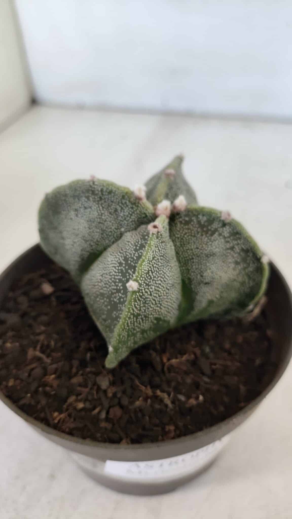ASTROPHYTUM MYRIOSTIGMA Nº 953"4 QUINAS" – vaso 11 - imagem 6