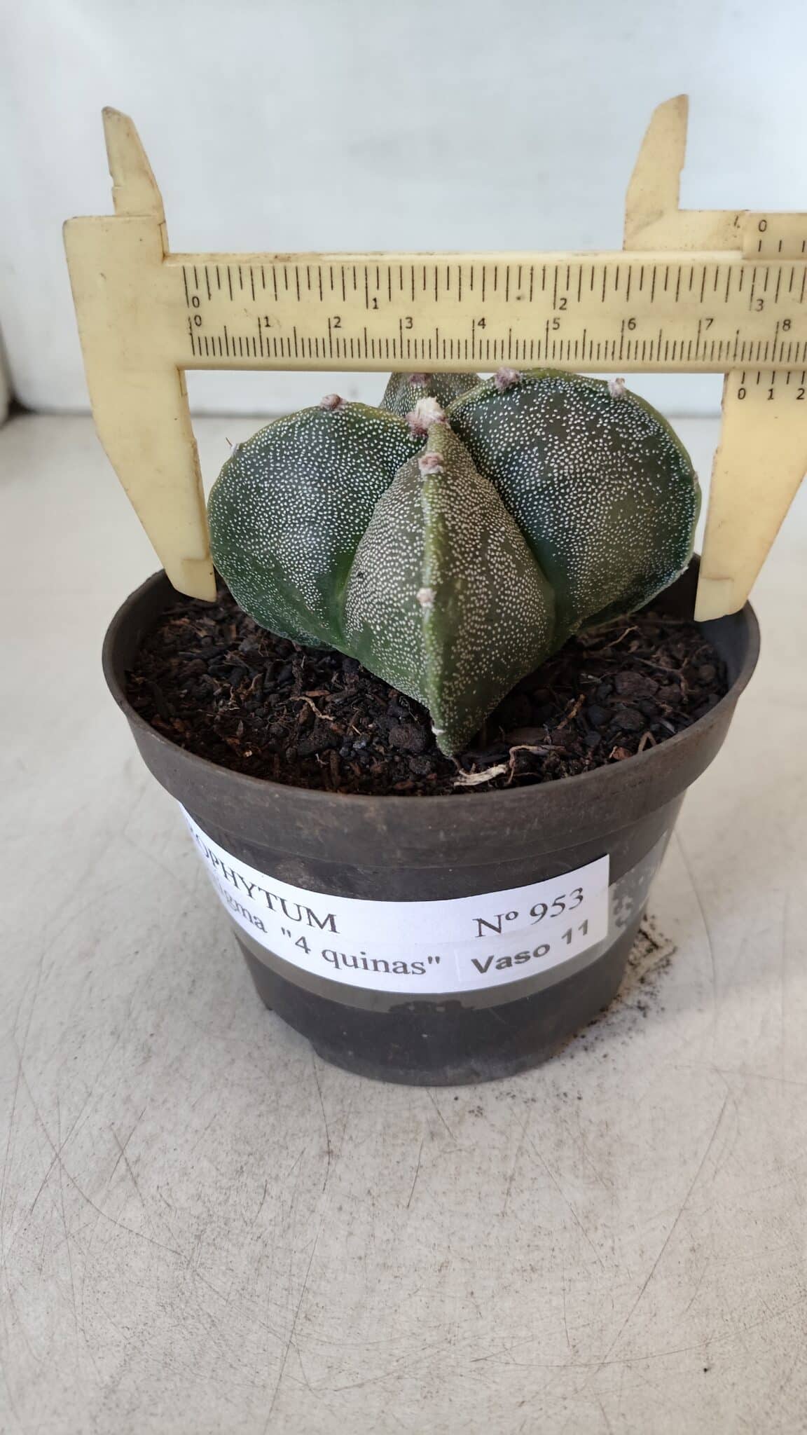 ASTROPHYTUM MYRIOSTIGMA Nº 953"4 QUINAS" – vaso 11 - imagem 4