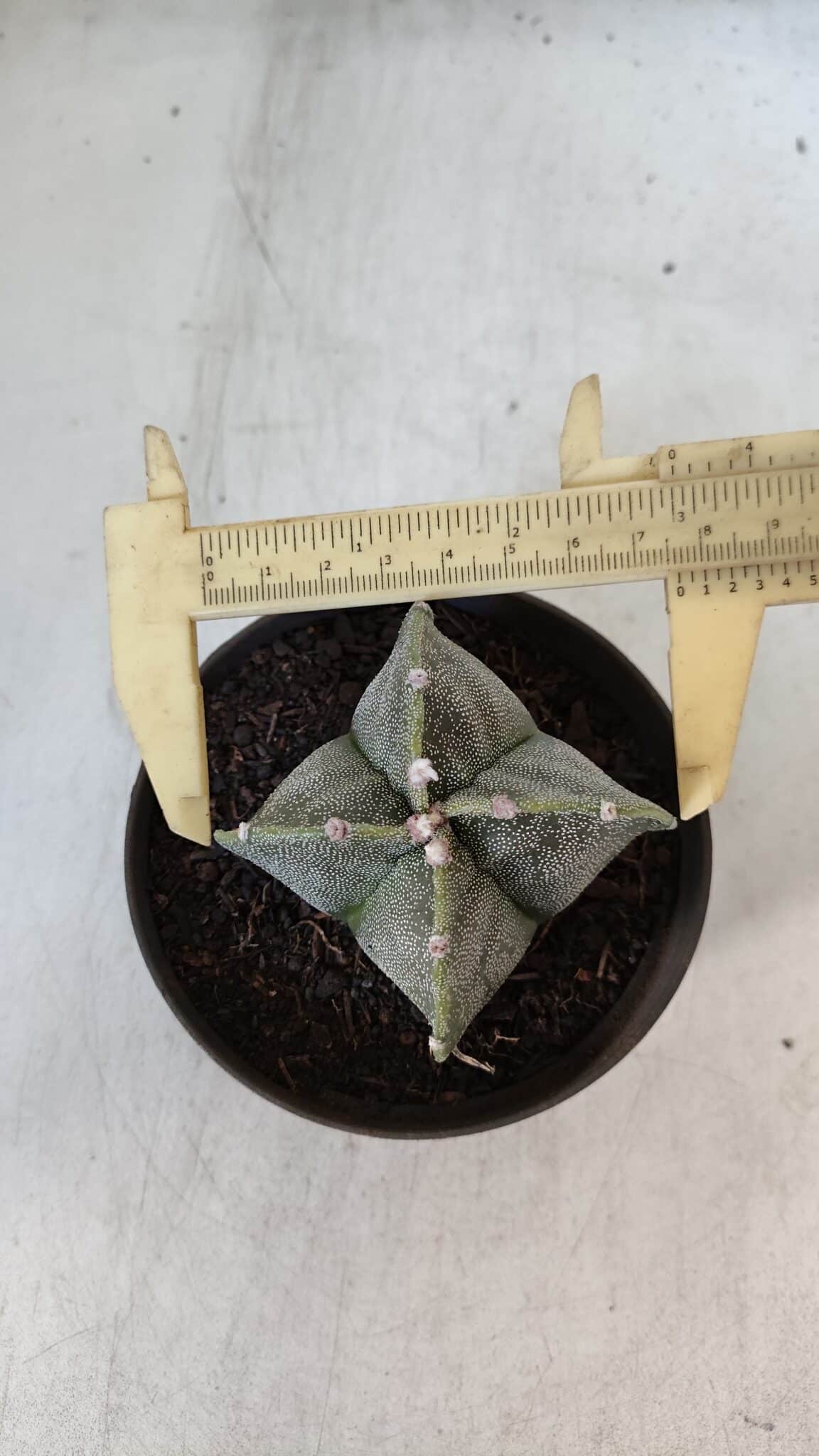 ASTROPHYTUM MYRIOSTIGMA Nº 953"4 QUINAS" – vaso 11 - imagem 5