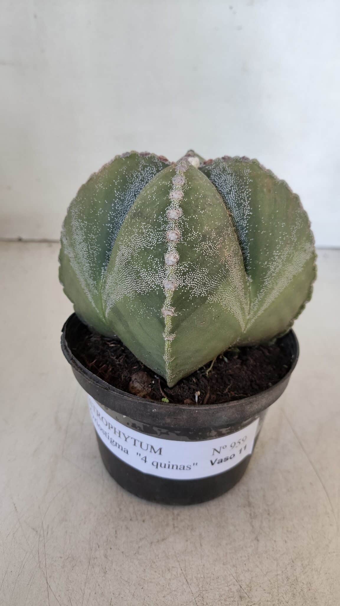 ASTROPHYTUM MYRIOSTIGMA Nº 959 "4 Quinas"  – vaso 11