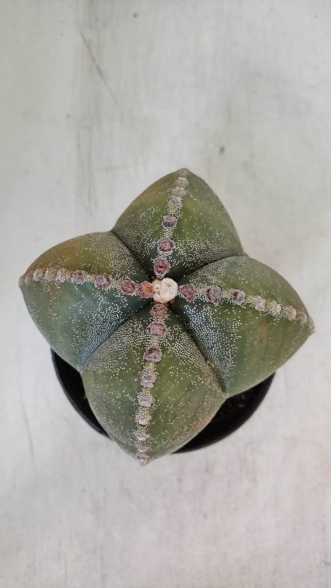 ASTROPHYTUM MYRIOSTIGMA Nº 959 "4 Quinas"  – vaso 11
