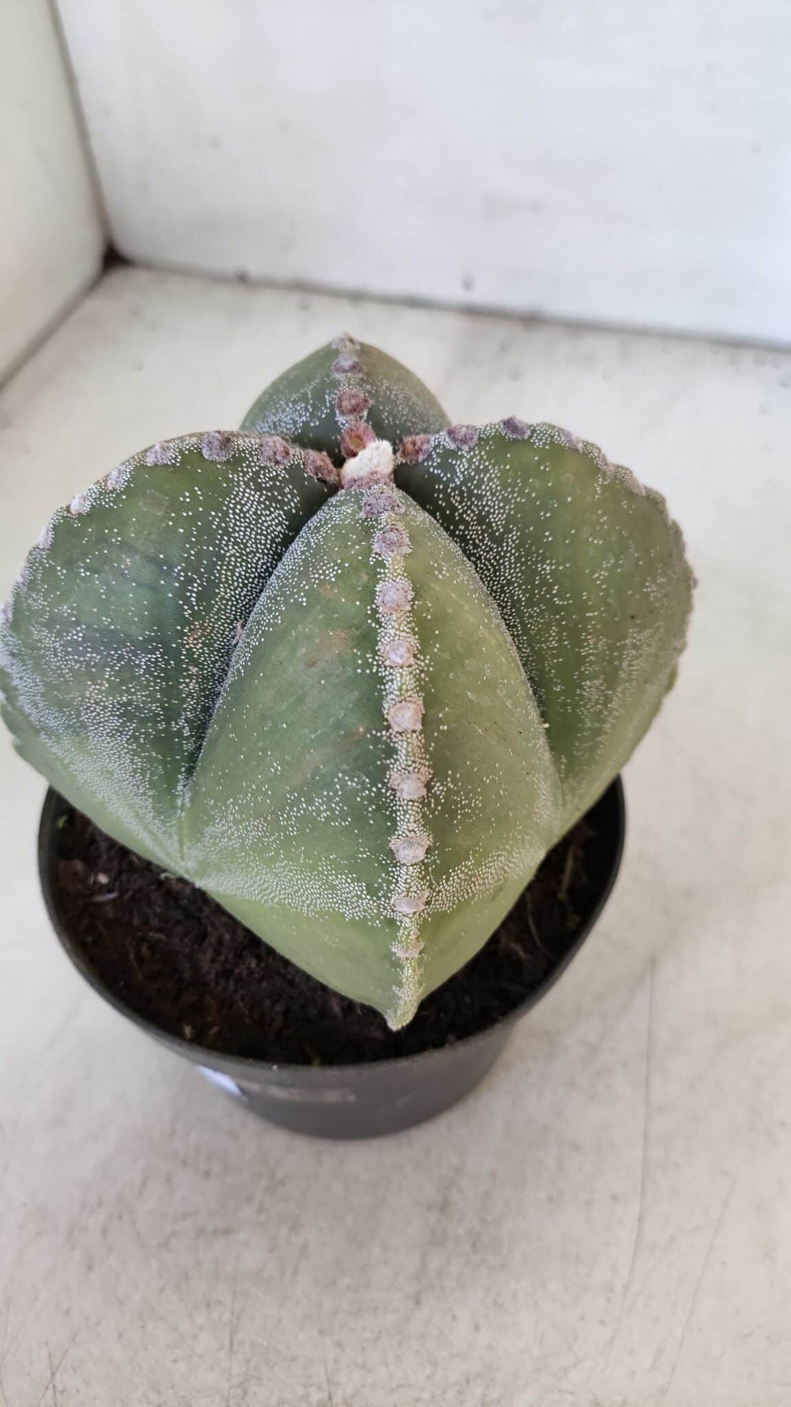 ASTROPHYTUM MYRIOSTIGMA Nº 959 "4 Quinas"  – vaso 11