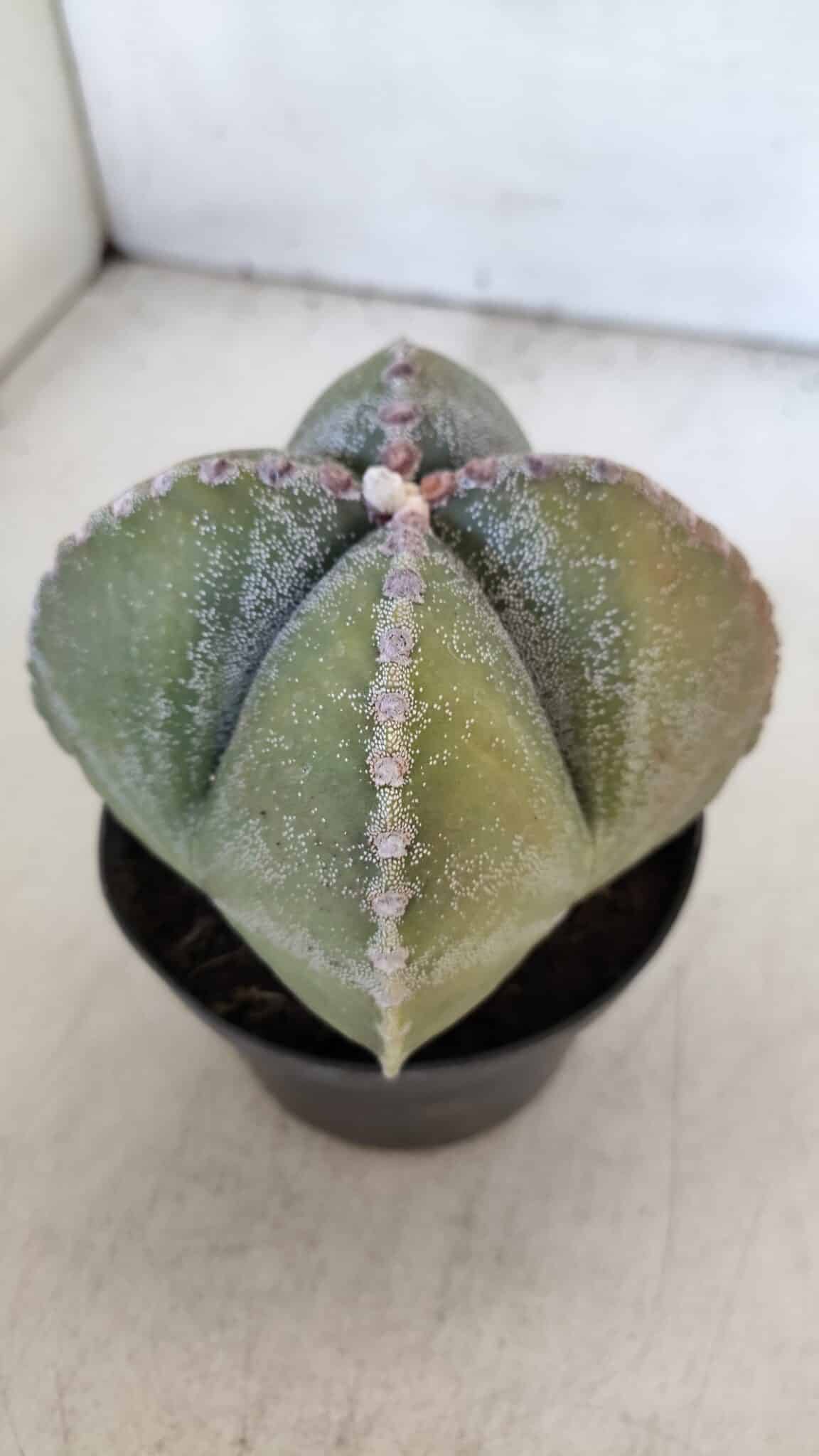 ASTROPHYTUM MYRIOSTIGMA Nº 959 "4 Quinas"  – vaso 11