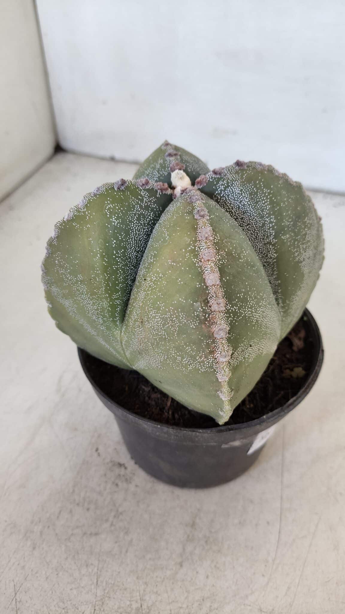 ASTROPHYTUM MYRIOSTIGMA Nº 959 "4 Quinas"  – vaso 11
