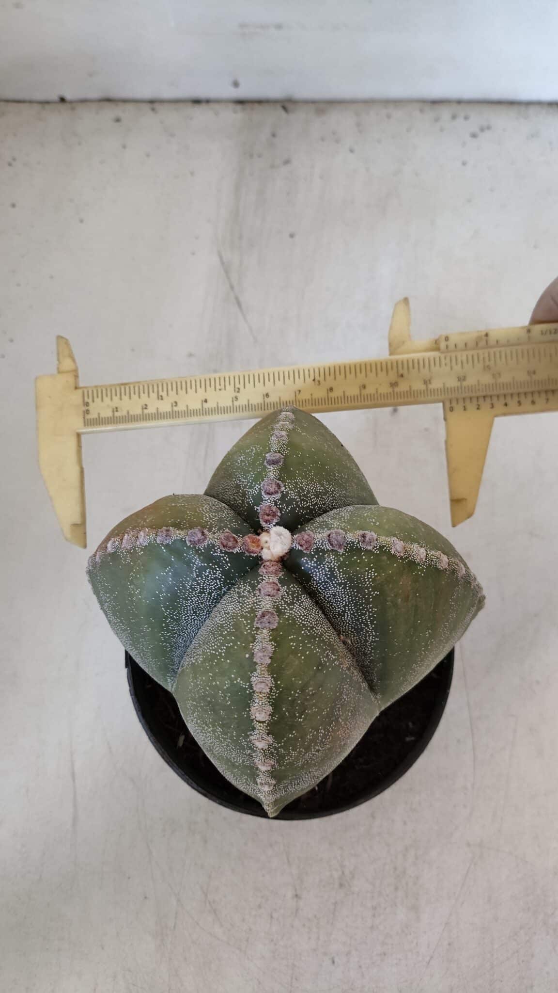 ASTROPHYTUM MYRIOSTIGMA Nº 959 "4 Quinas"  – vaso 11