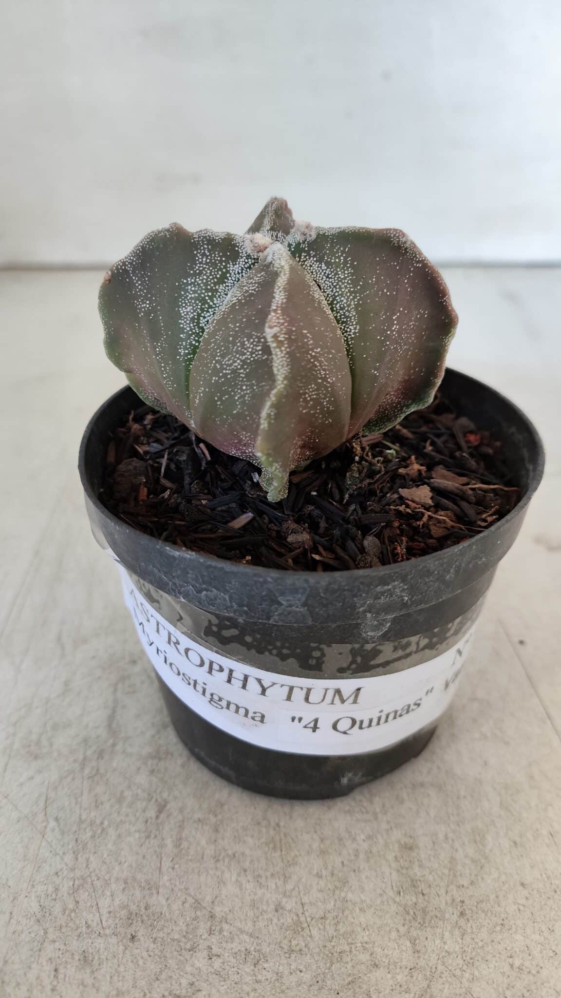 ASTROPHYTUM MYRIOSTIGMA "4 Quinas" Nº 999 – vaso 09