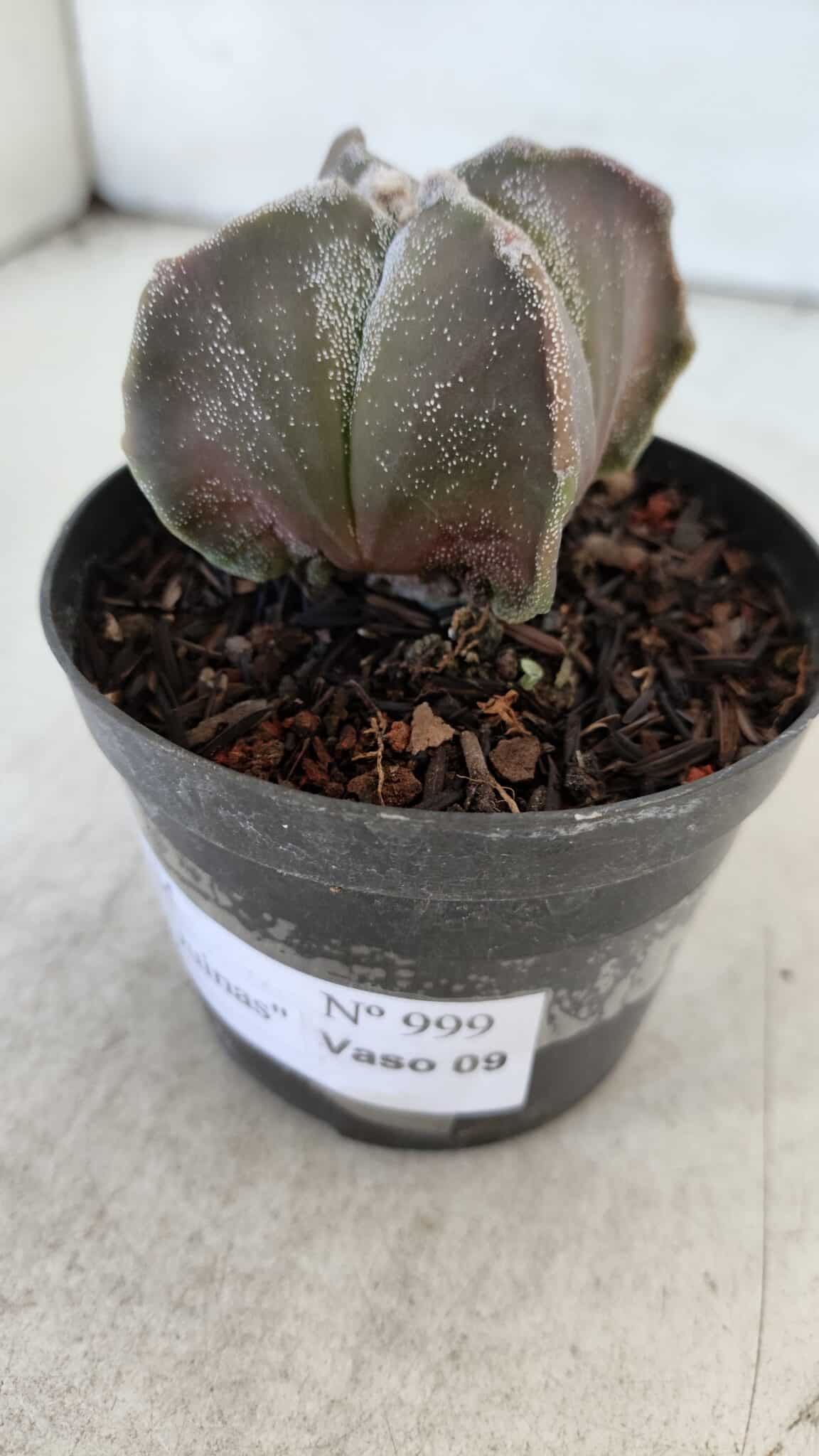 ASTROPHYTUM MYRIOSTIGMA "4 Quinas" Nº 999 – vaso 09