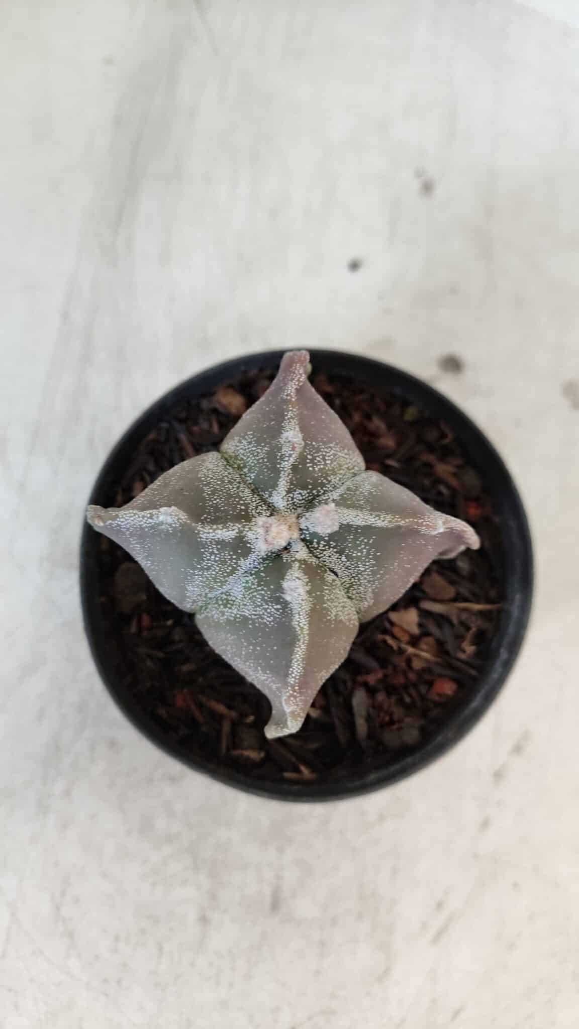 ASTROPHYTUM MYRIOSTIGMA "4 Quinas" Nº 999 – vaso 09
