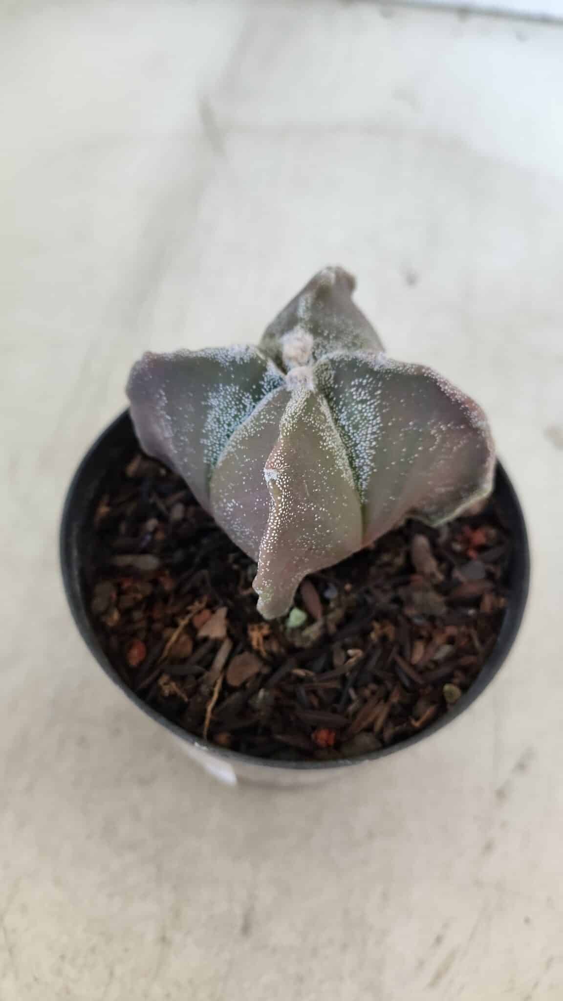 ASTROPHYTUM MYRIOSTIGMA "4 Quinas" Nº 999 – vaso 09