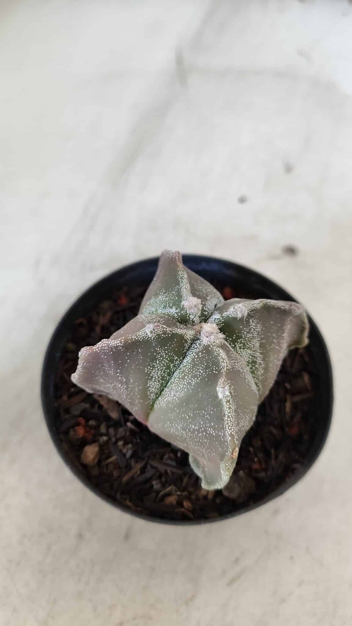 ASTROPHYTUM MYRIOSTIGMA "4 Quinas" Nº 999 – vaso 09