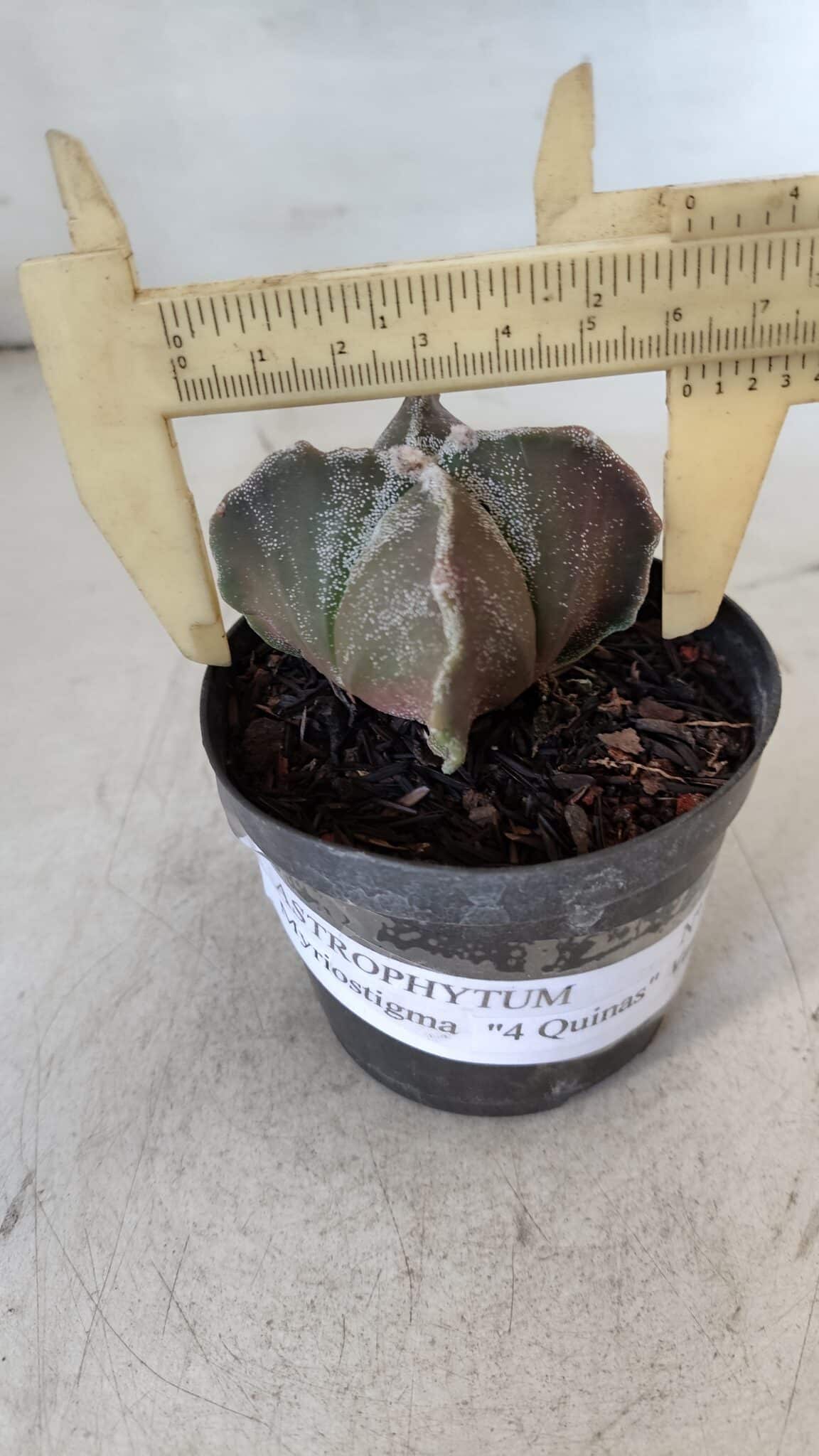 ASTROPHYTUM MYRIOSTIGMA "4 Quinas" Nº 999 – vaso 09