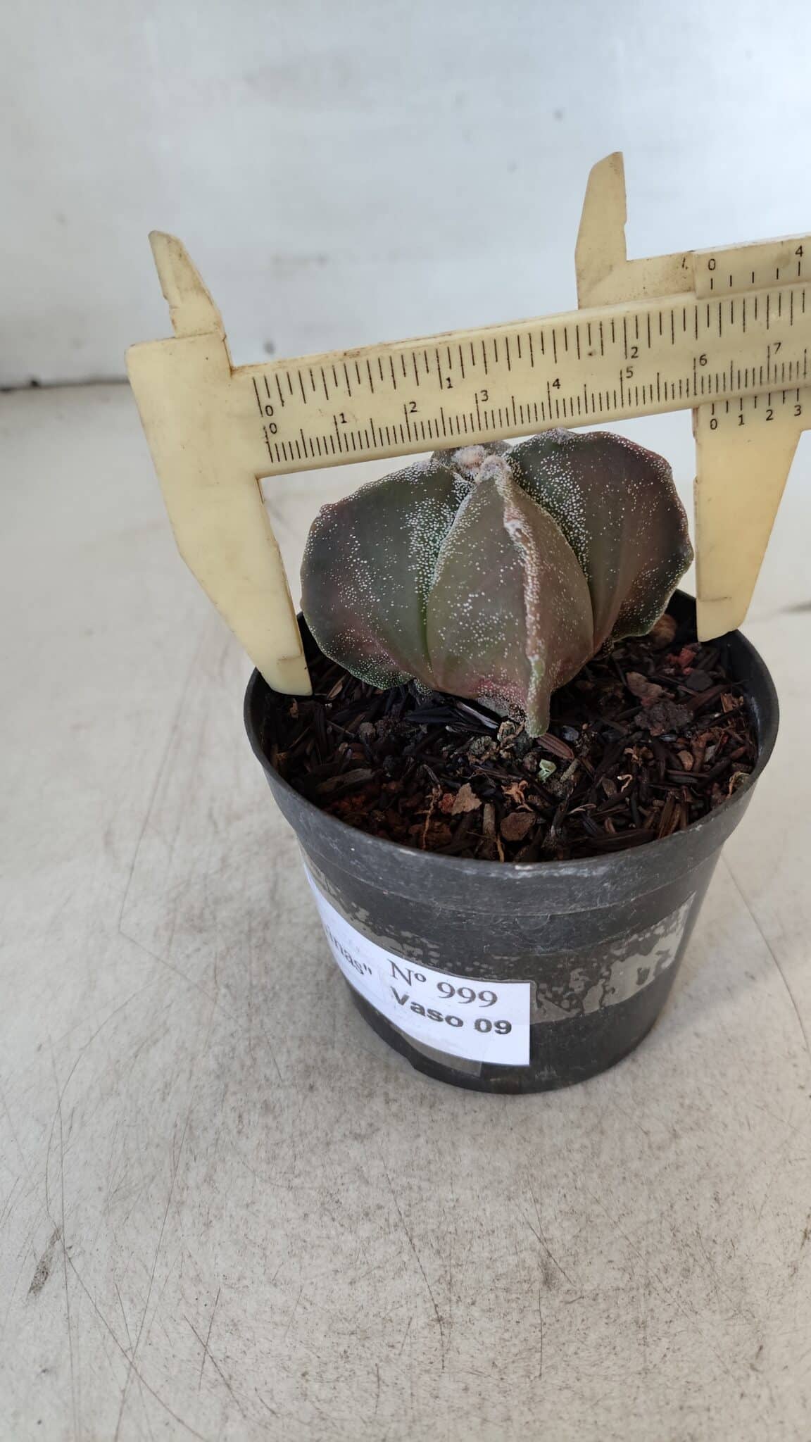 ASTROPHYTUM MYRIOSTIGMA "4 Quinas" Nº 999 – vaso 09