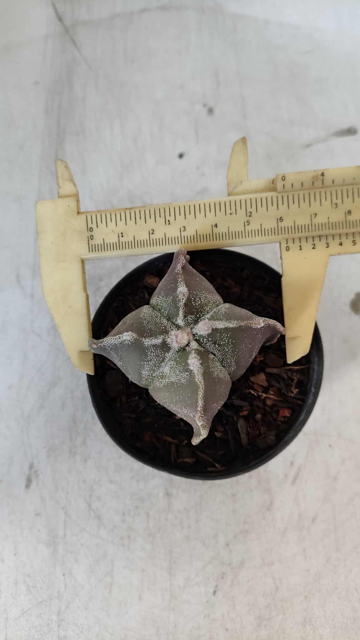 ASTROPHYTUM MYRIOSTIGMA "4 Quinas" Nº 999 – vaso 09