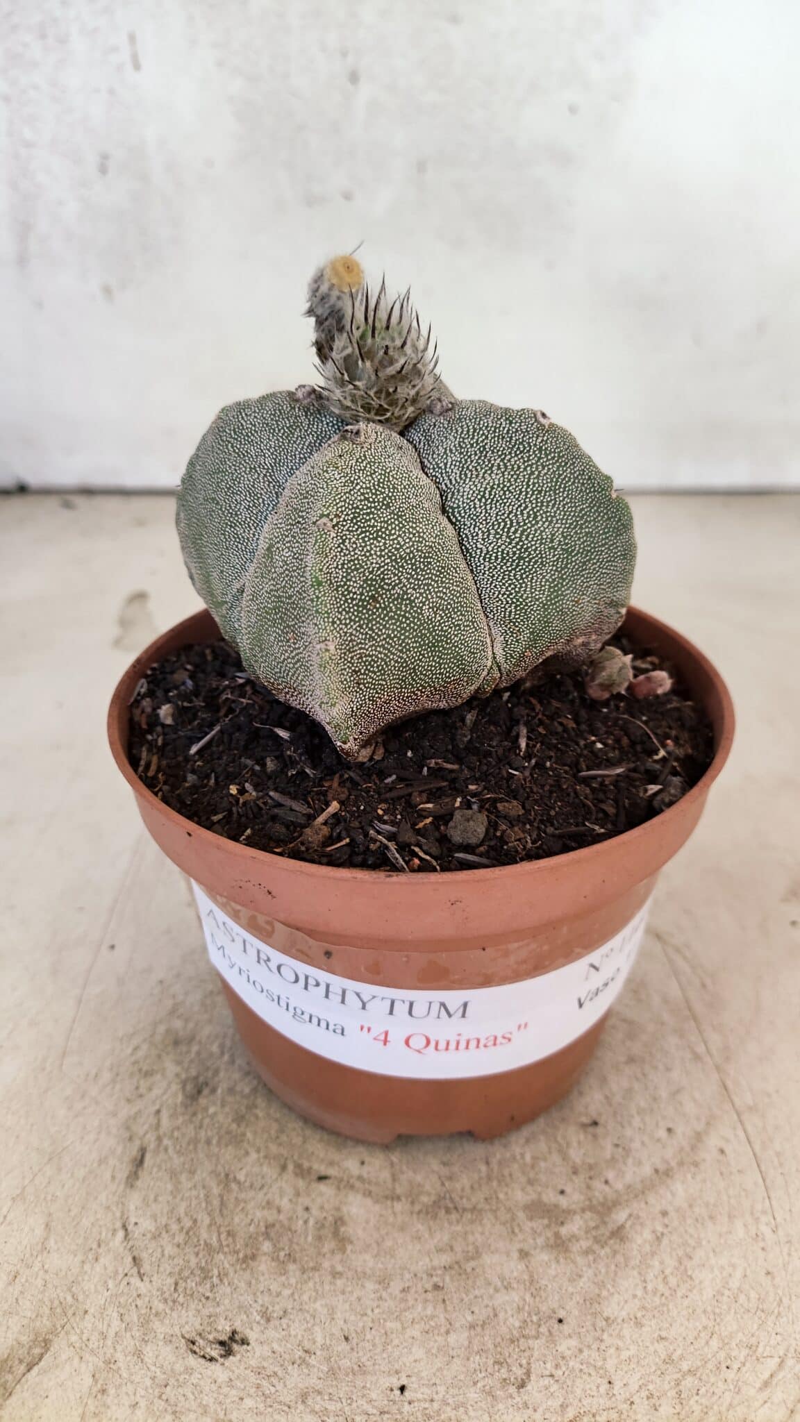 ASTROPHYTUM MYRIOSTIGMA "4 Quinas"  Nº 1166 – vaso 11 - foto 2