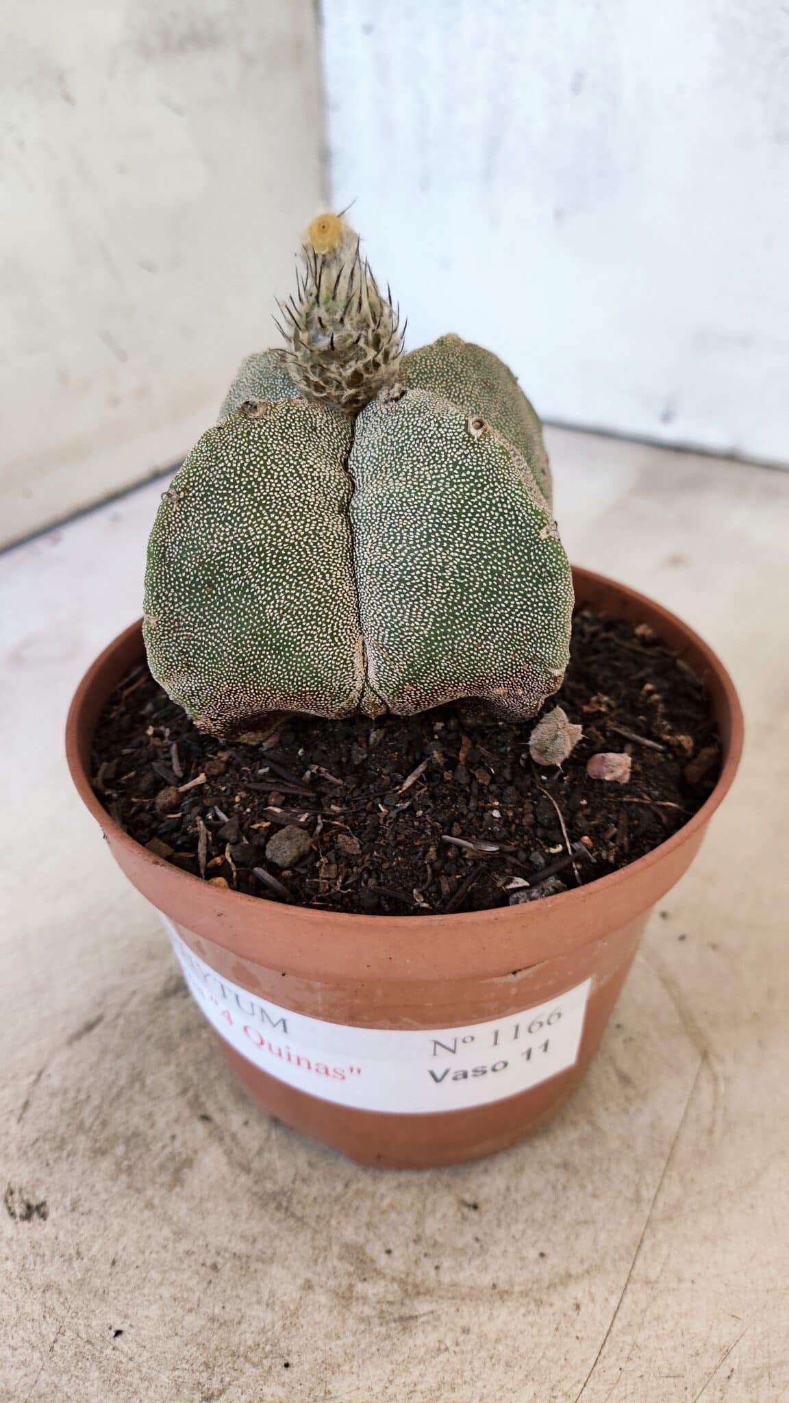 ASTROPHYTUM MYRIOSTIGMA "4 Quinas"  Nº 1166 – vaso 11 - foto 7