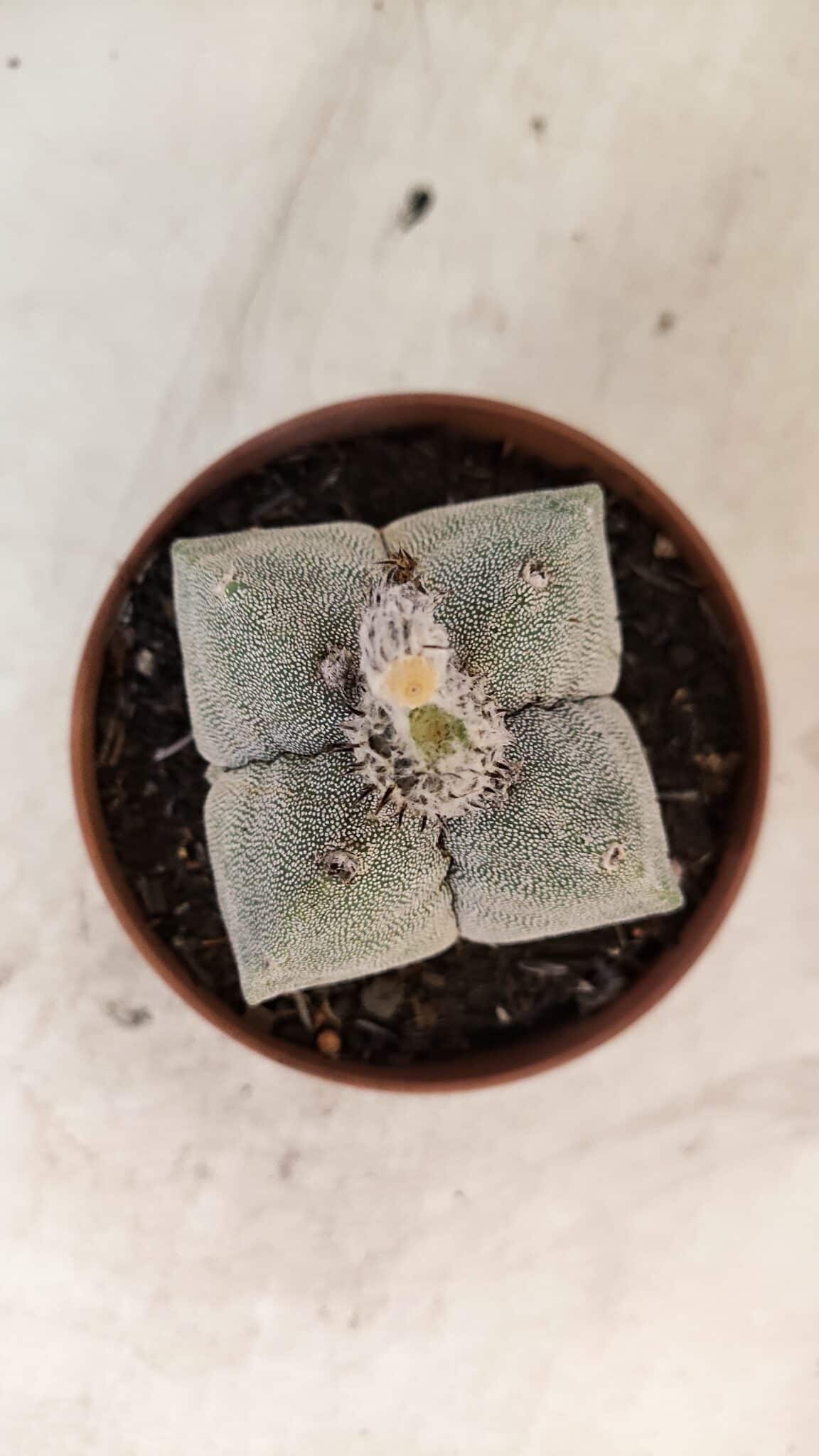 ASTROPHYTUM MYRIOSTIGMA "4 Quinas"  Nº 1166 – vaso 11 - foto 3