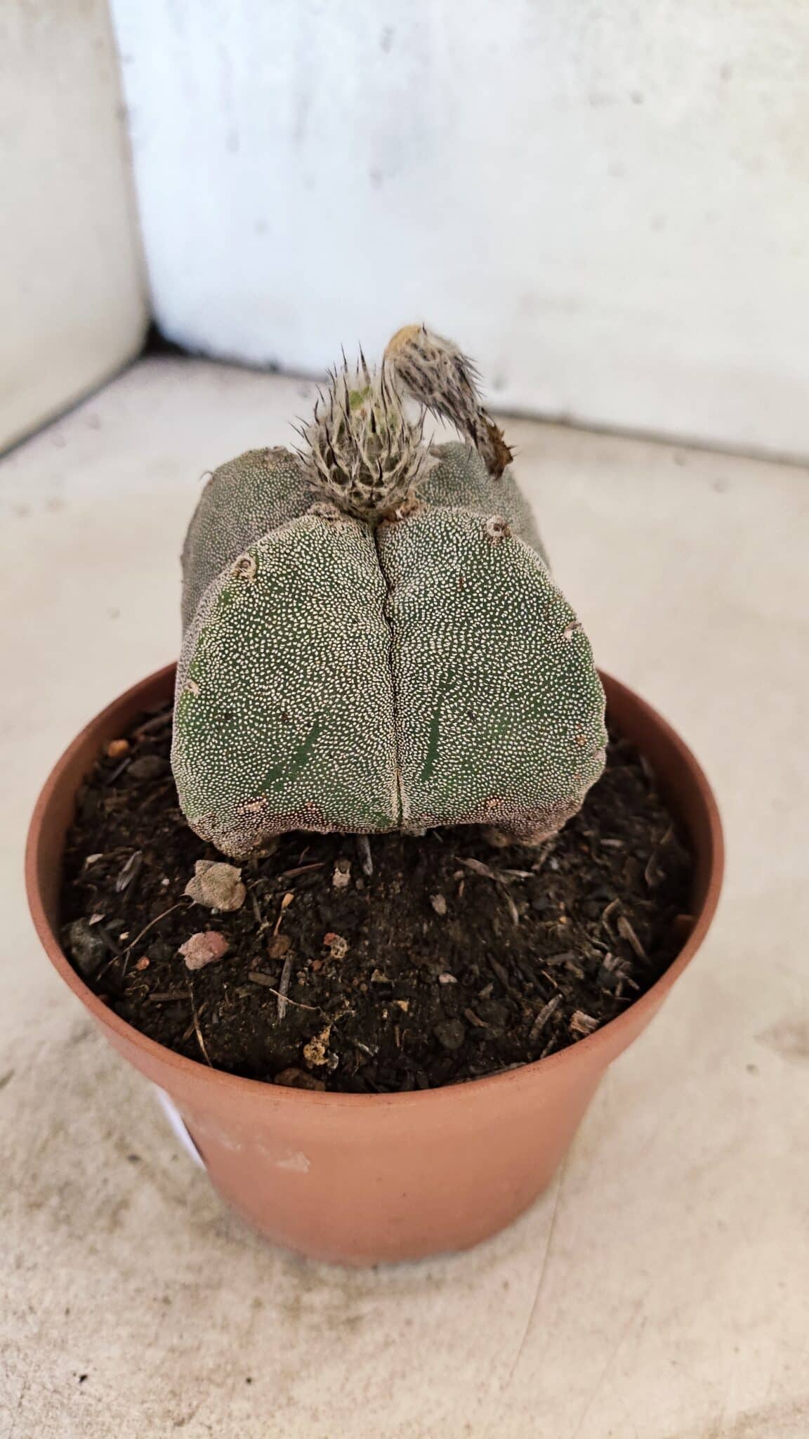 ASTROPHYTUM MYRIOSTIGMA "4 Quinas"  Nº 1166 – vaso 11 - foto 8