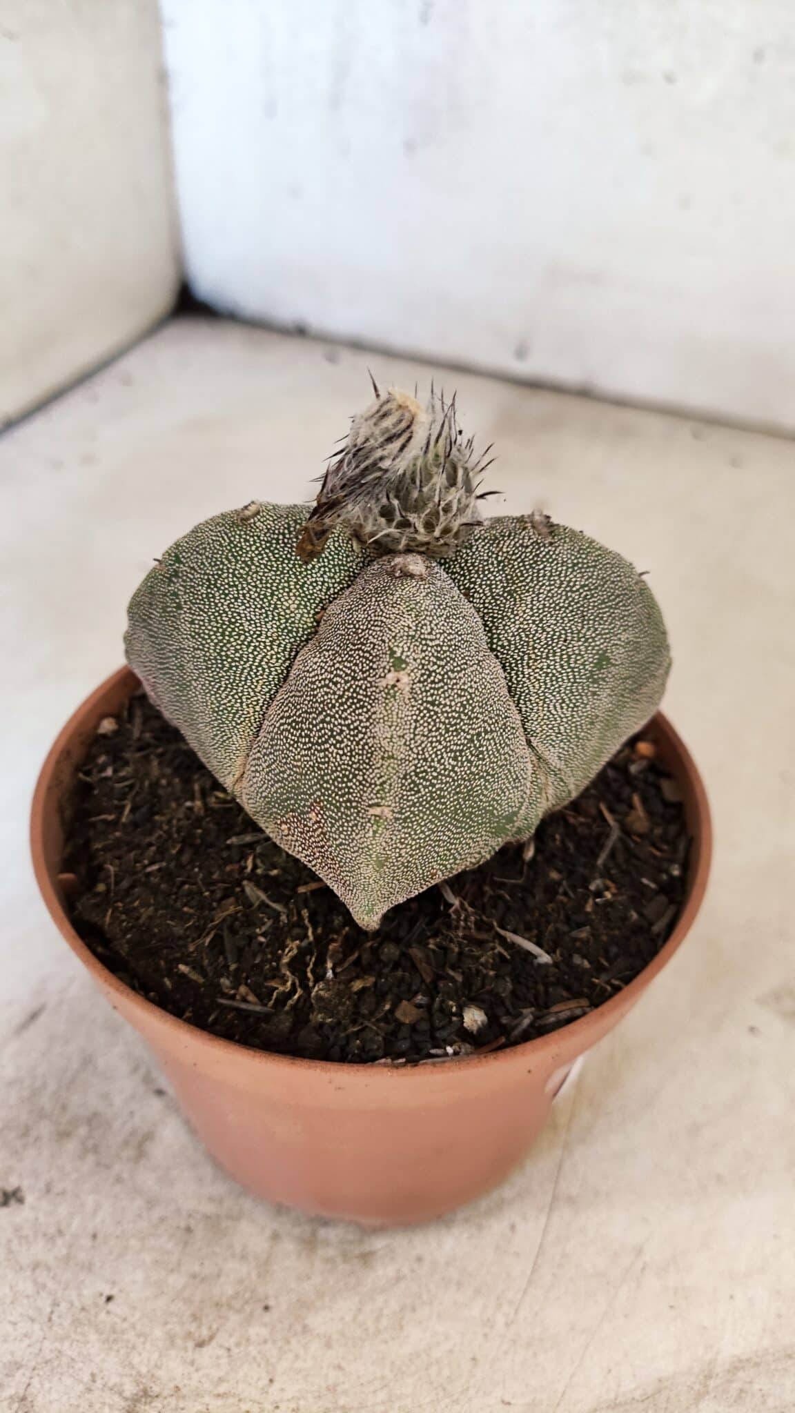 ASTROPHYTUM MYRIOSTIGMA "4 Quinas"  Nº 1166 – vaso 11 - foto 6