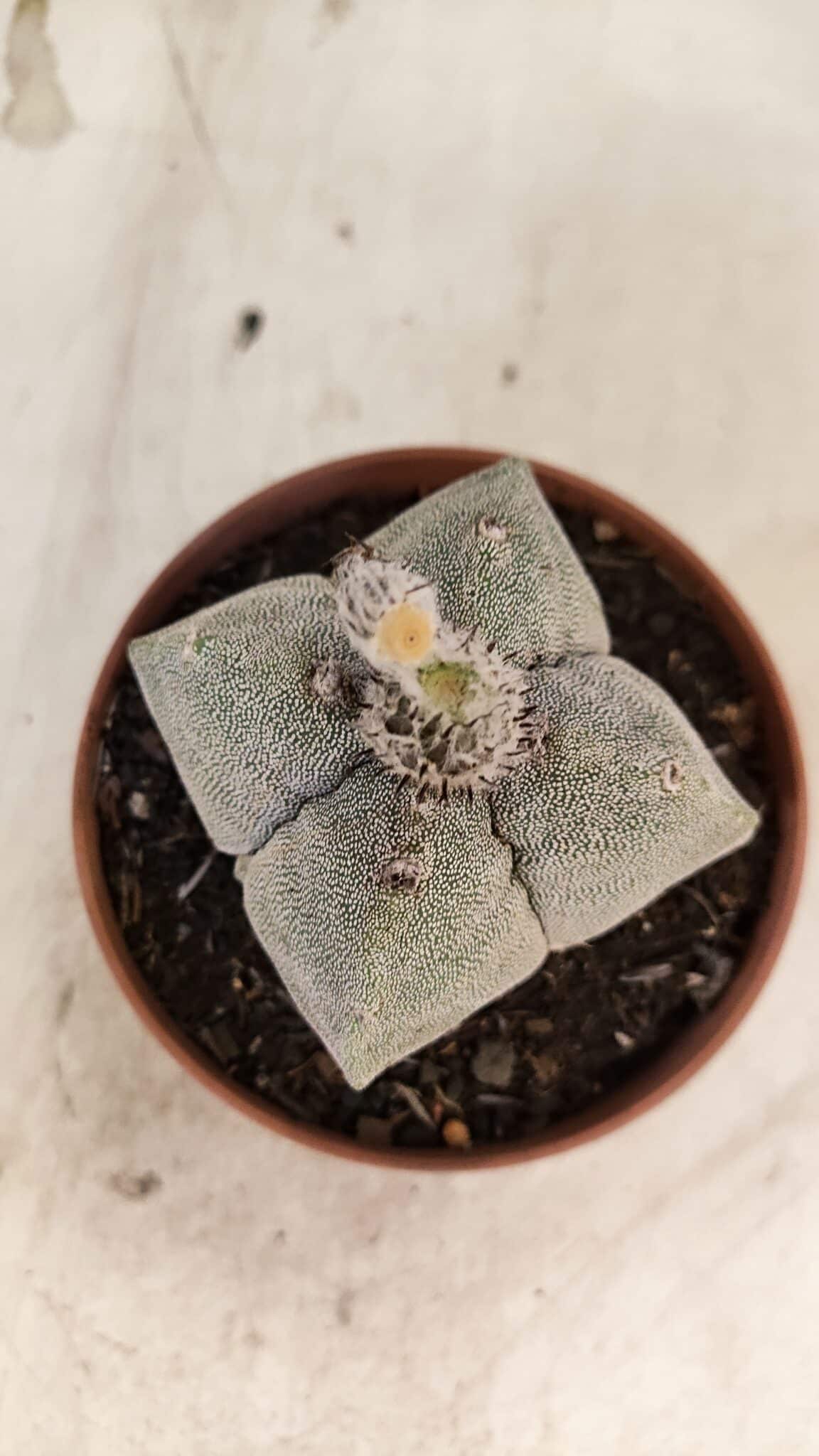 ASTROPHYTUM MYRIOSTIGMA "4 Quinas"  Nº 1166 – vaso 11 - foto 9